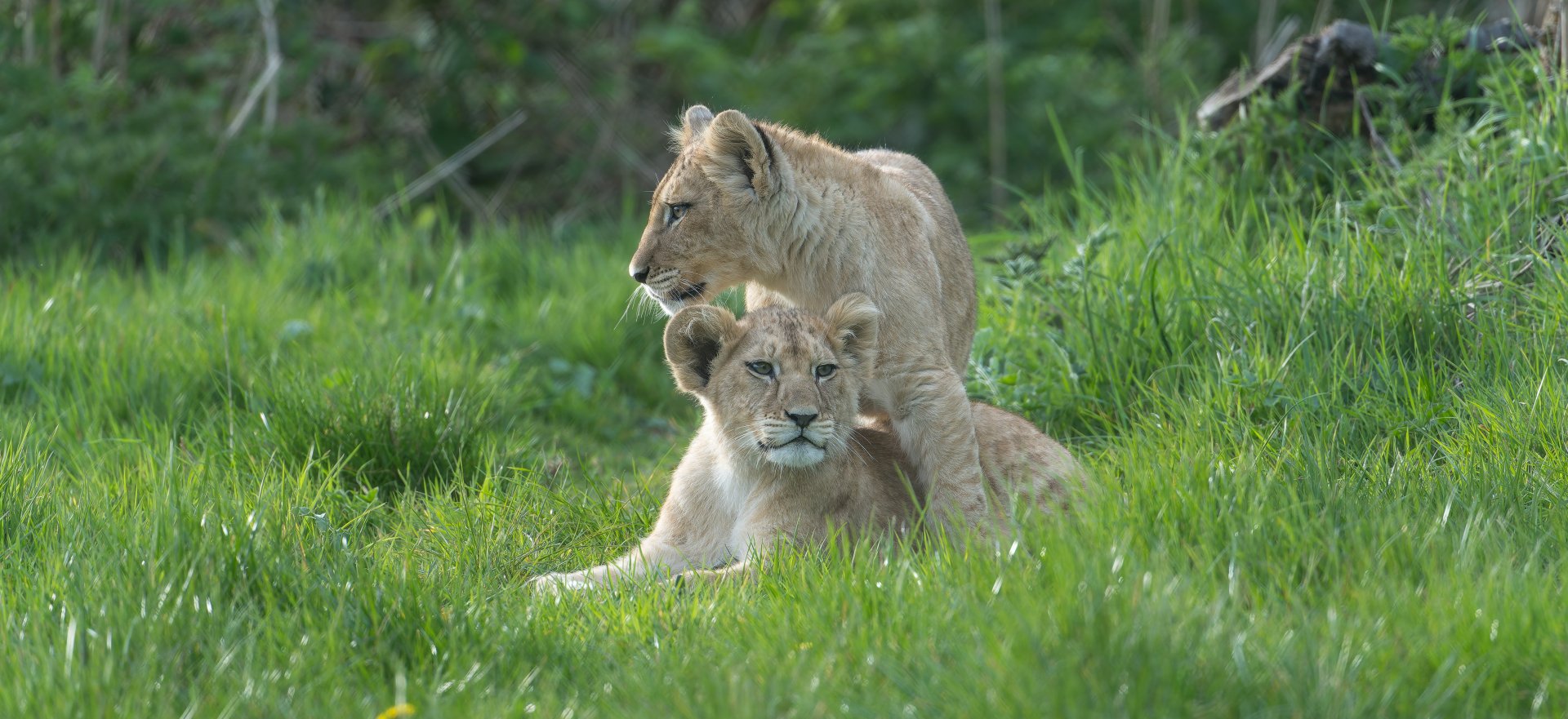 African Lion cubs, ZSL Whipsnade, UK
