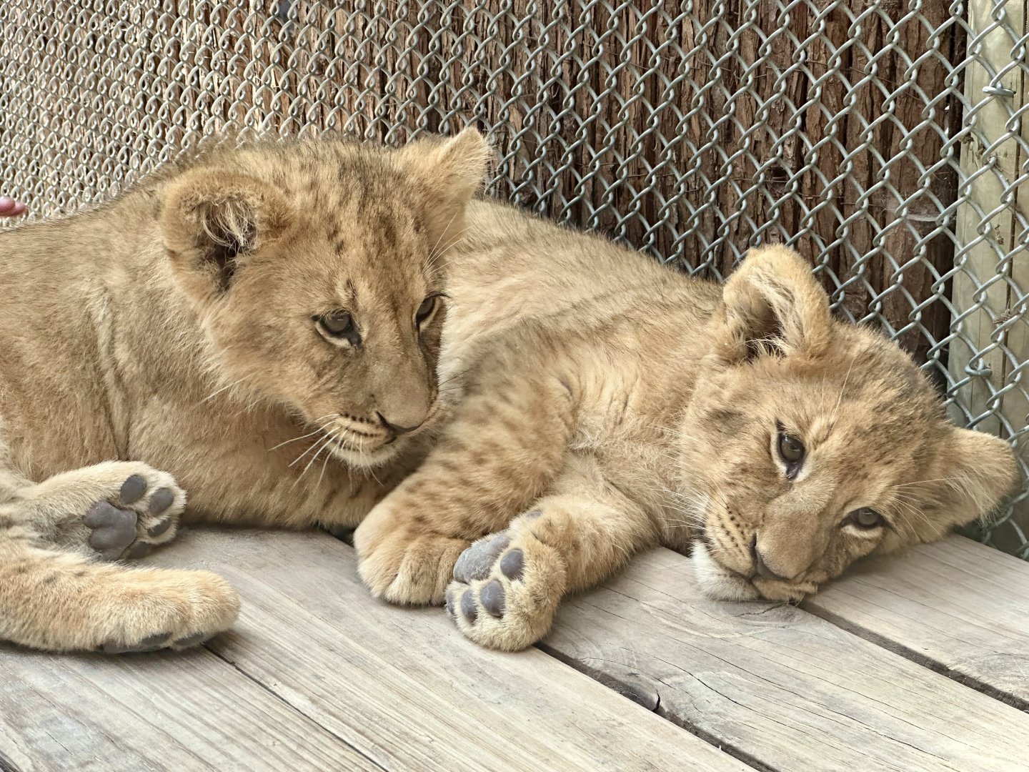 African Lion Cubs
