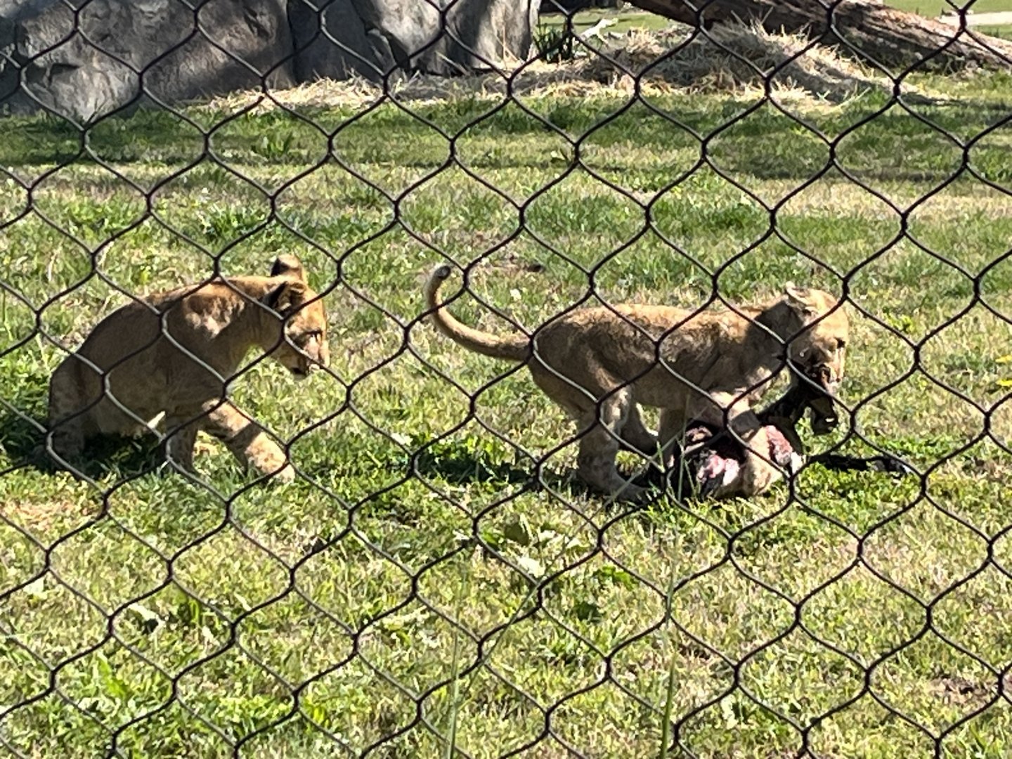 African Lion Cubs