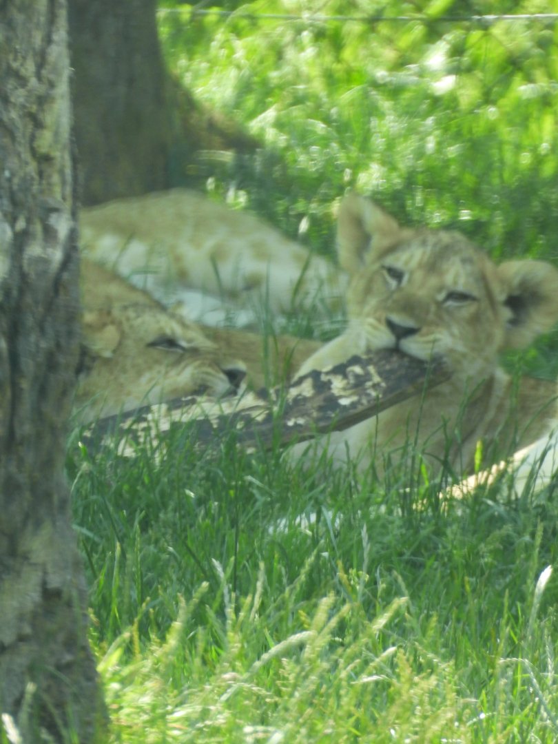 African Lion Cubs