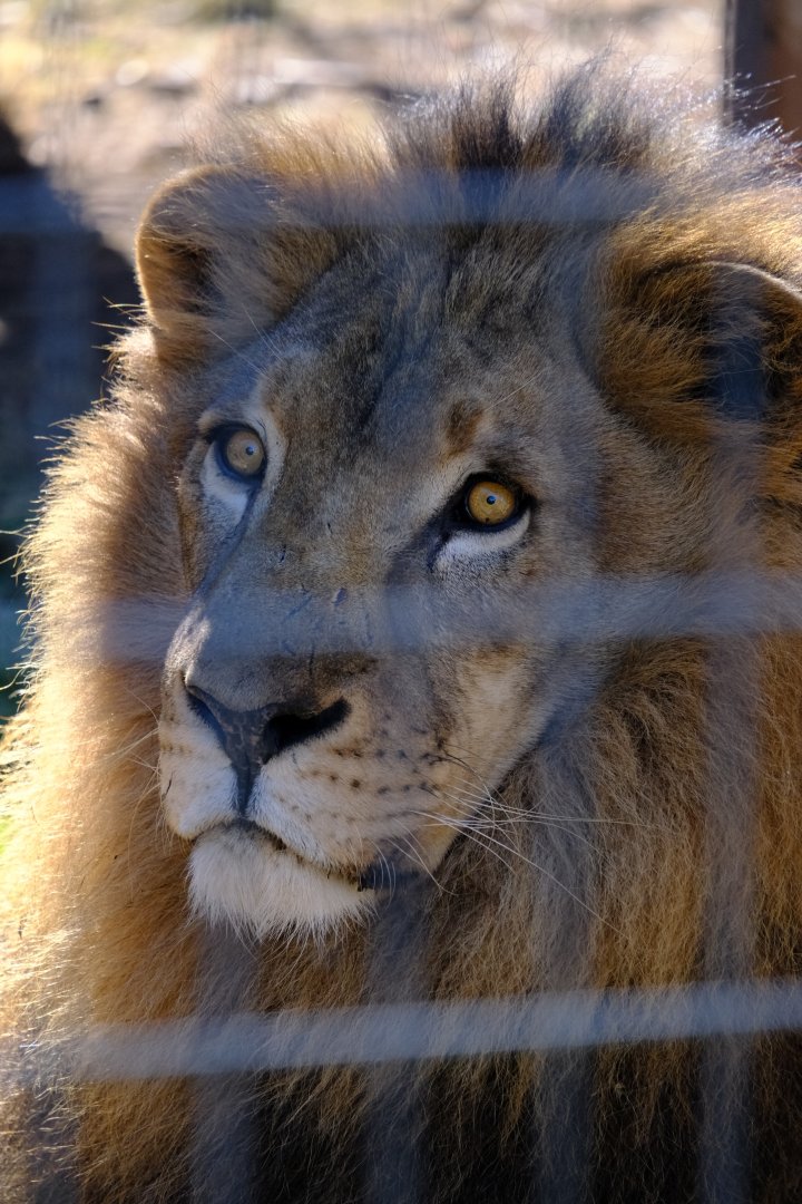 African Lion - Darling Downs Zoo