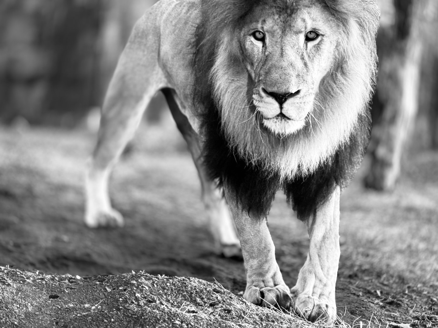 African Lion “Dinari”