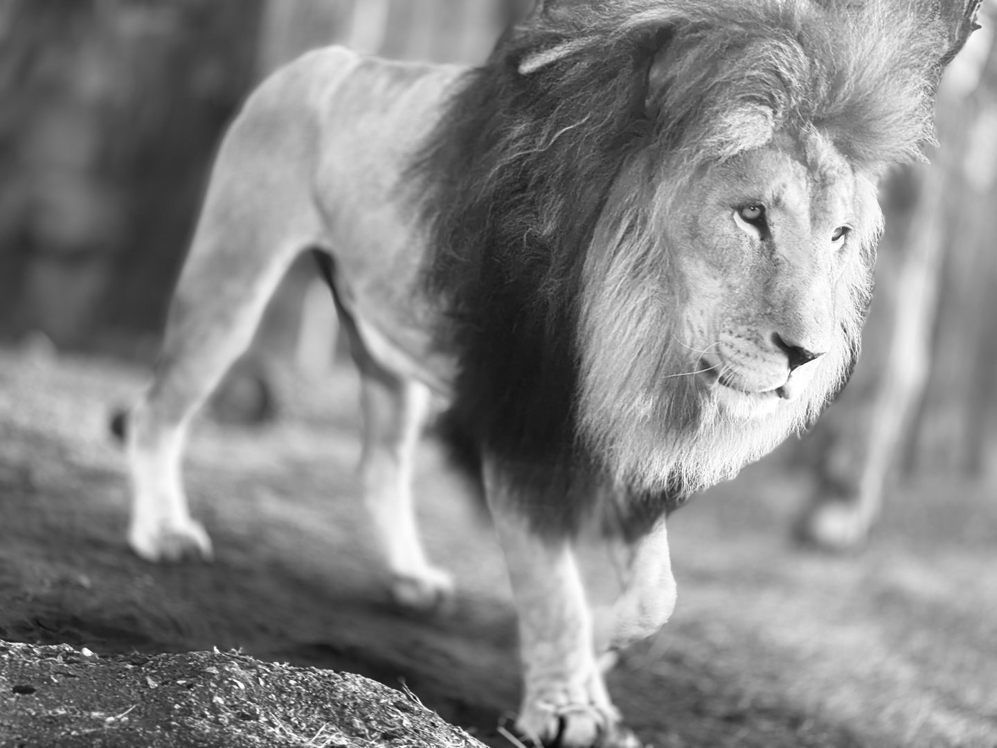 African Lion “Dinari”