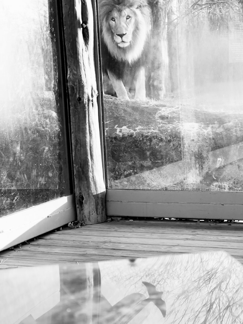 African Lion “Dinari”