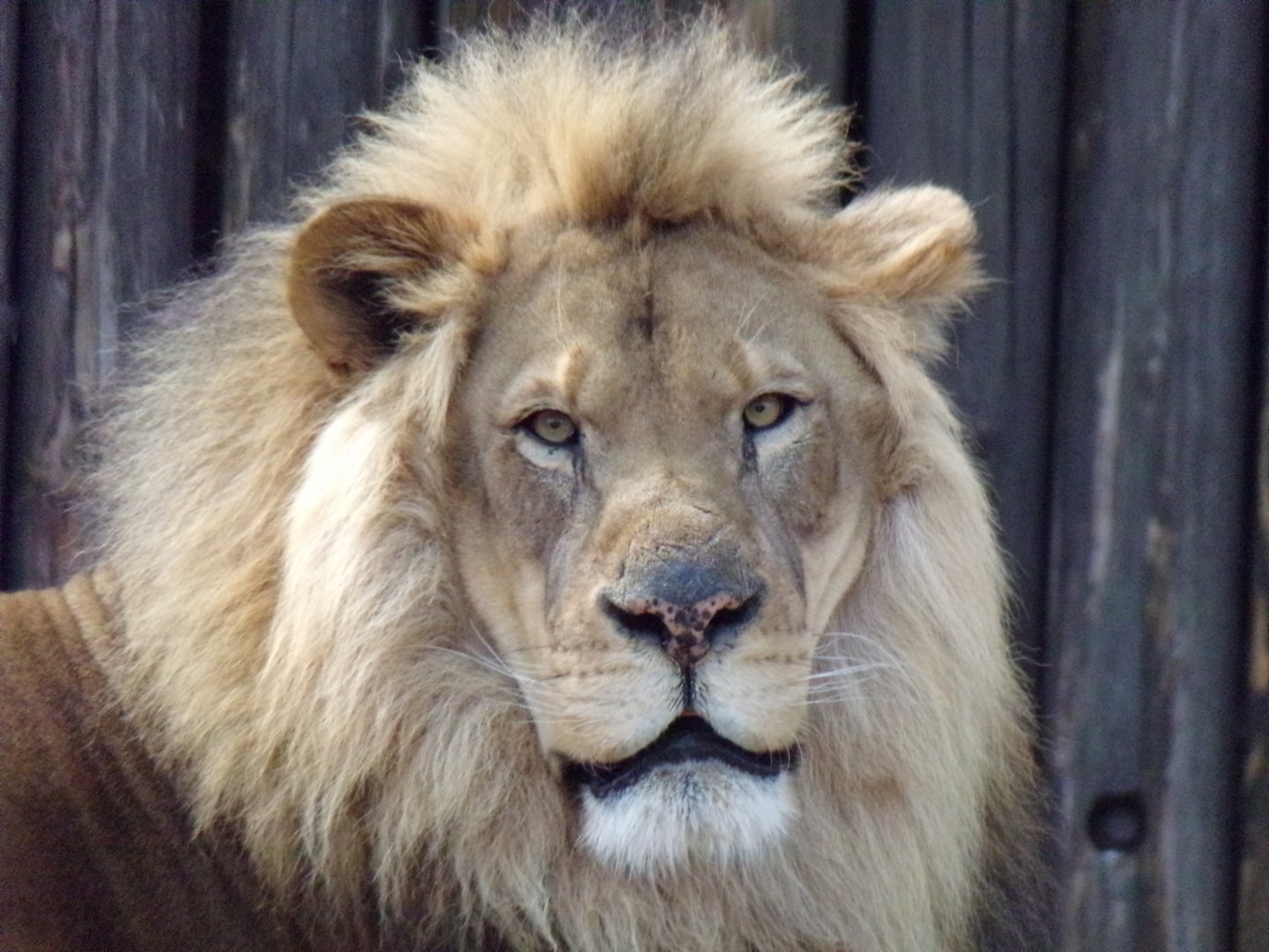African Lion, Doc