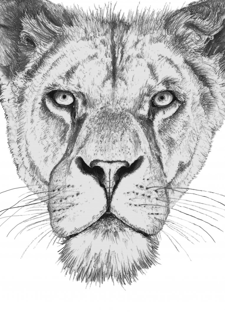 African Lion drawing