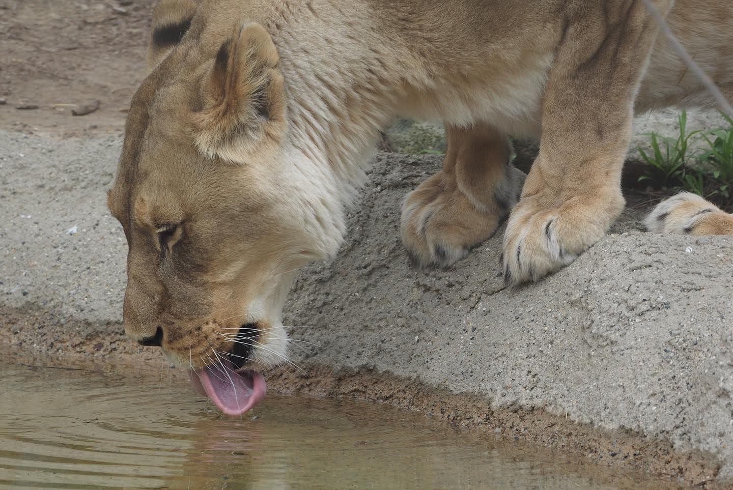 African lion drinking