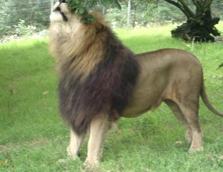 African Lion DZP