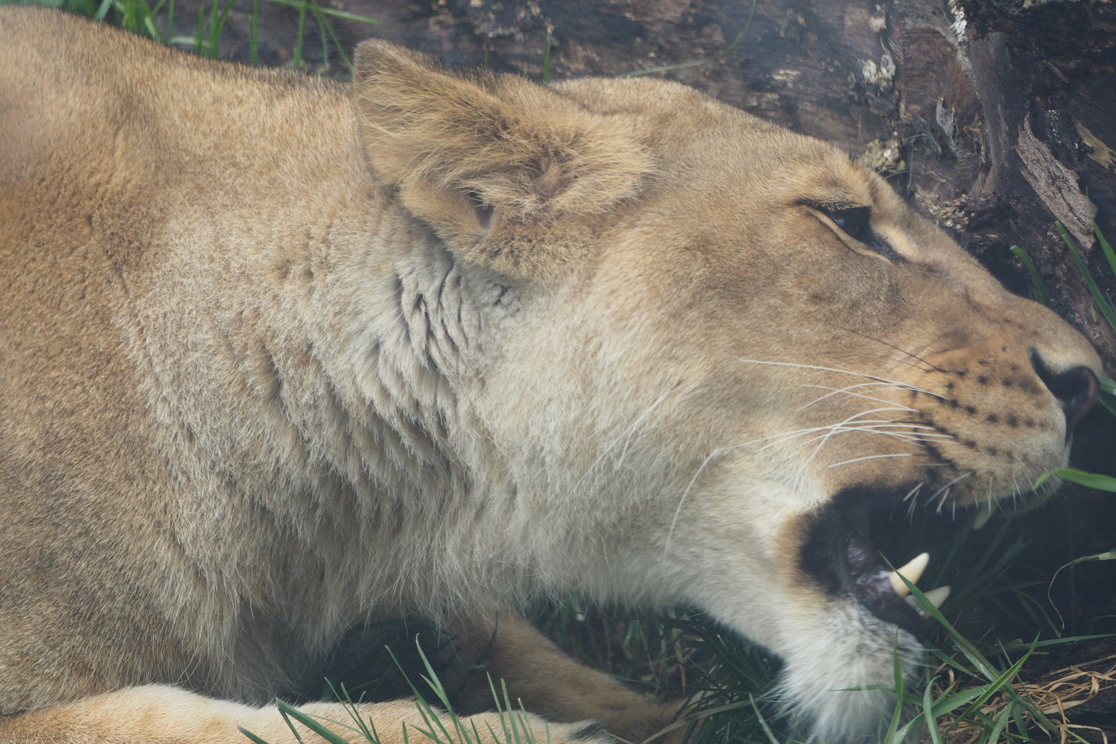 African Lion Eating Grass