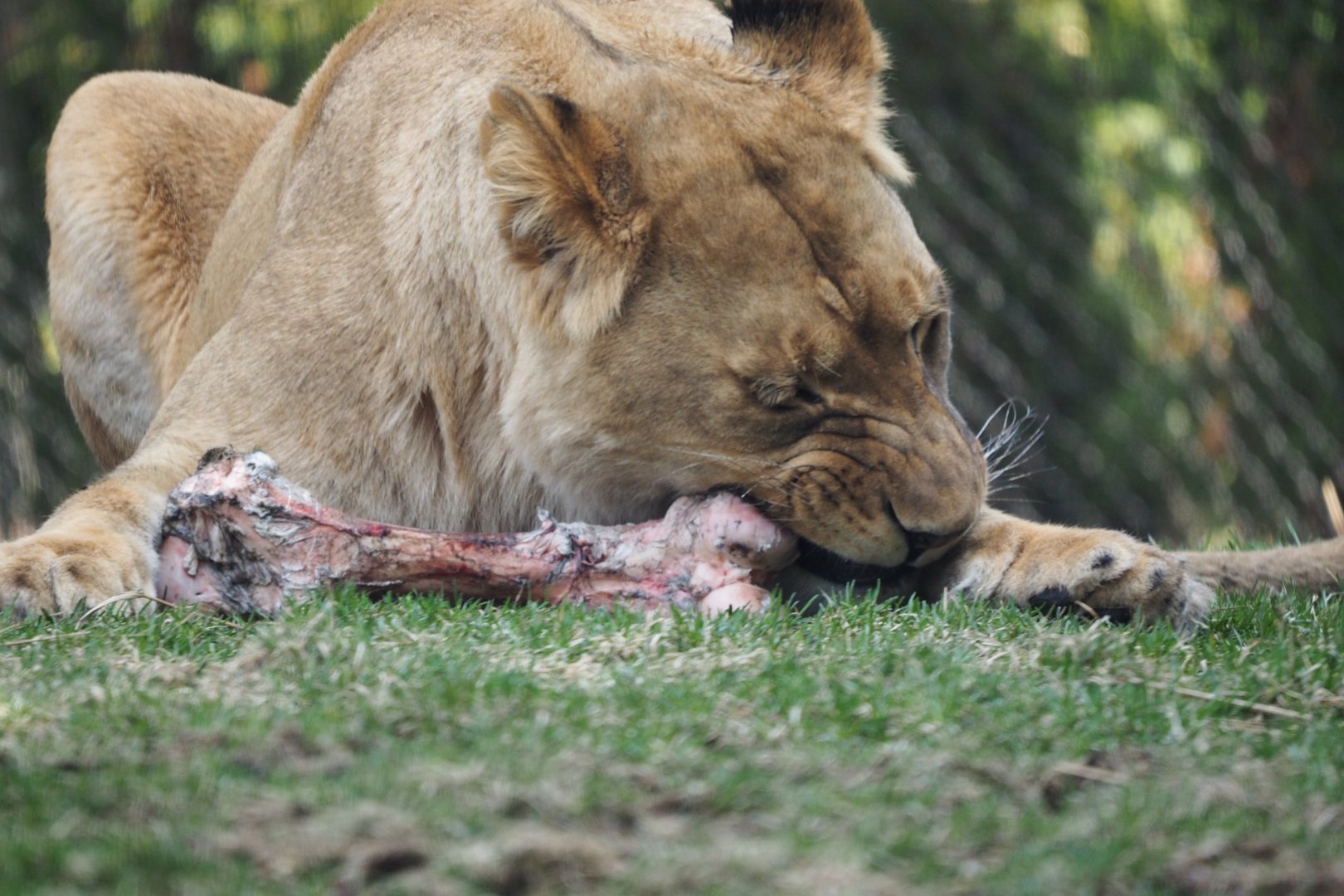African lion eating