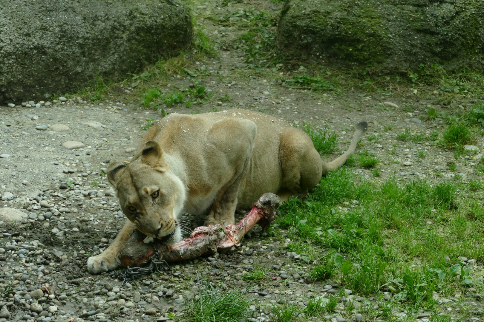 African lion eating