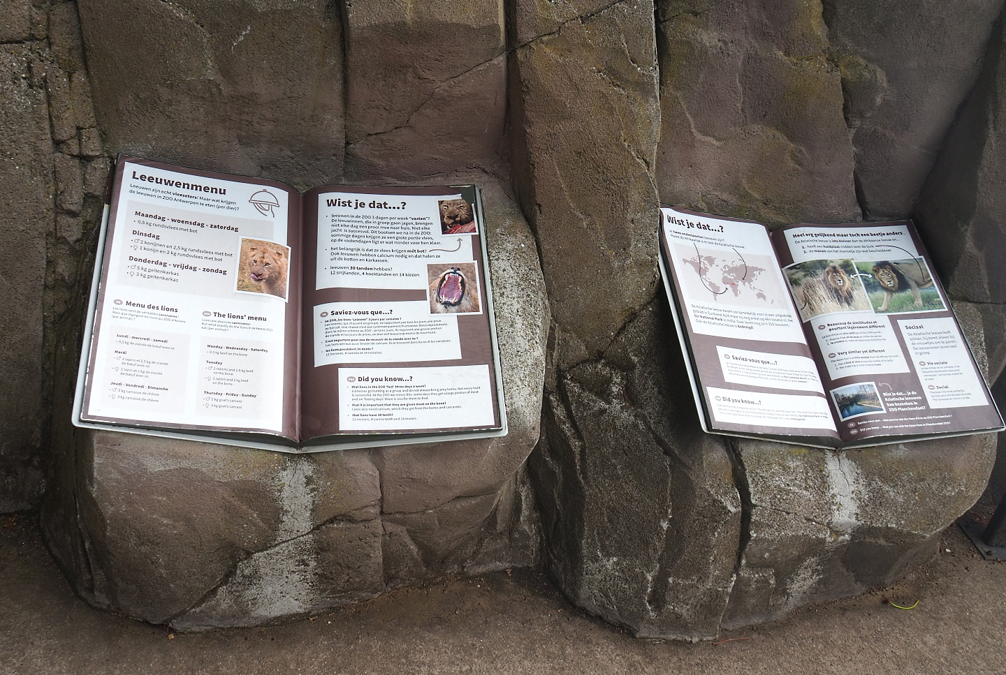 African lion educational and interpretive materials, 2022-05-26