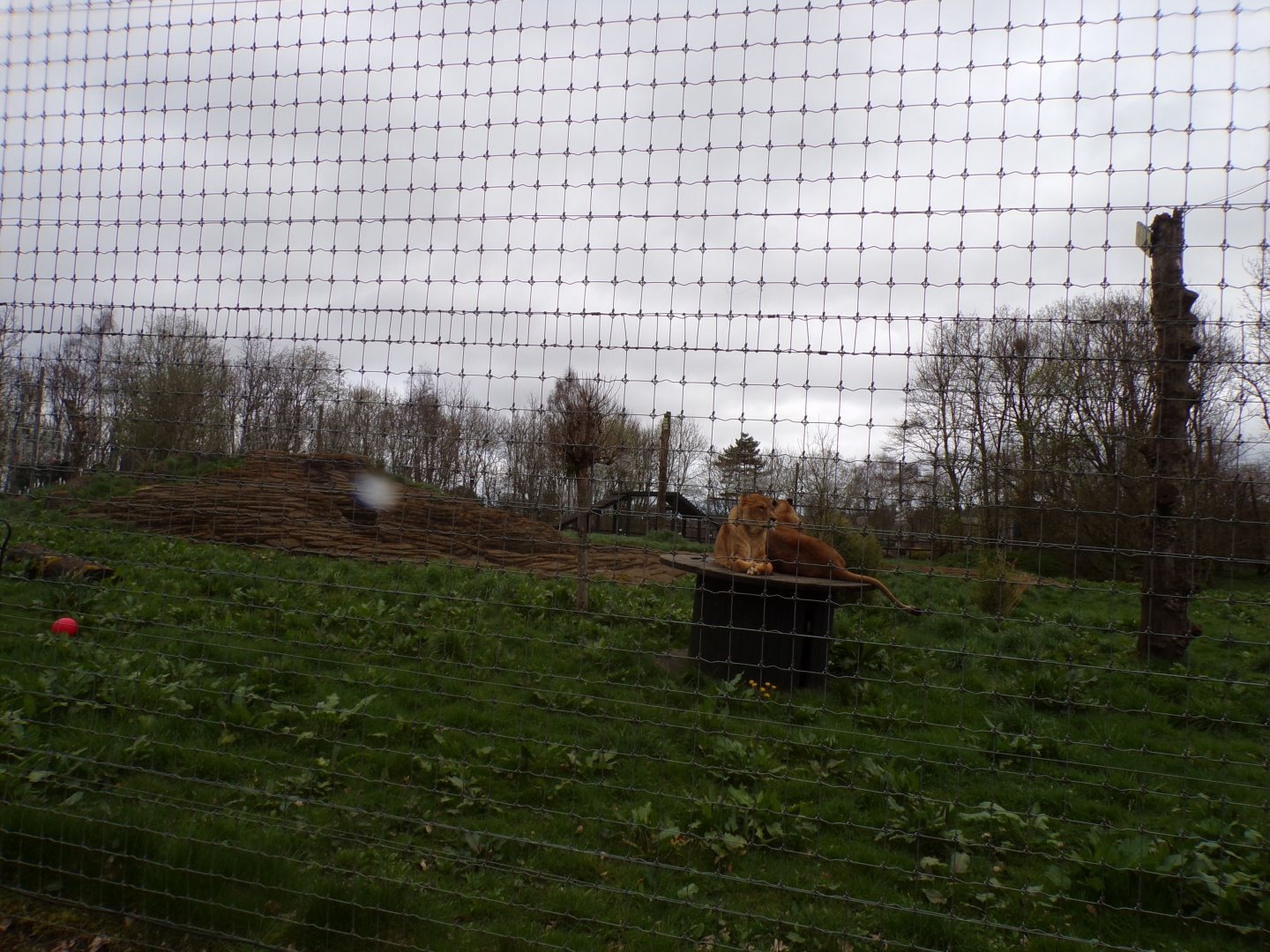 African lion enclosure 12.4.24