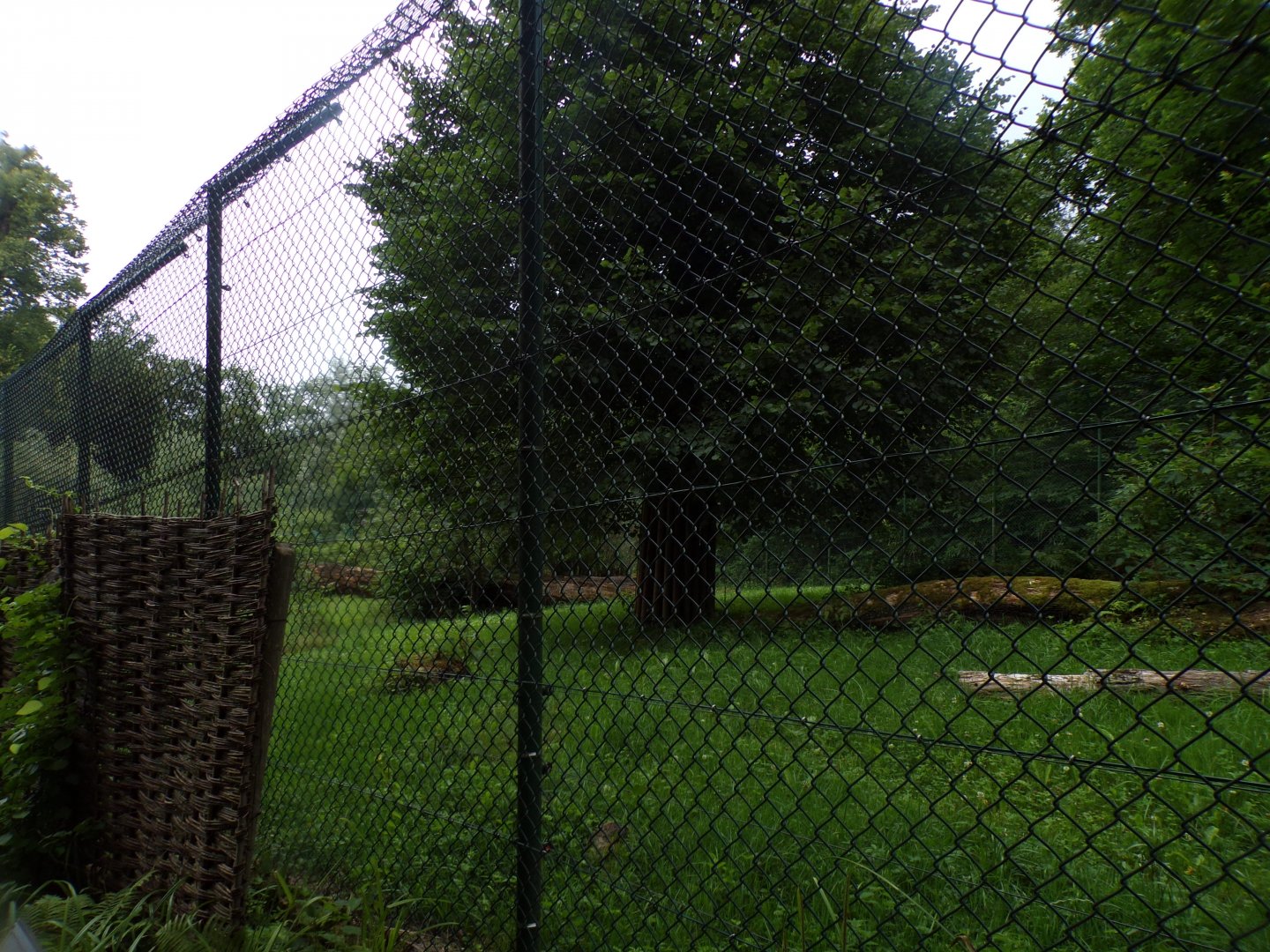 African lion enclosure 13.7.25