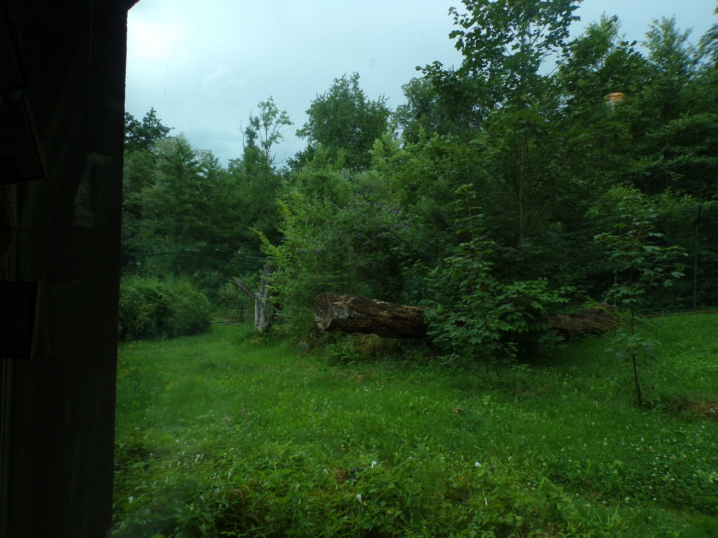 African lion enclosure 13.7.25