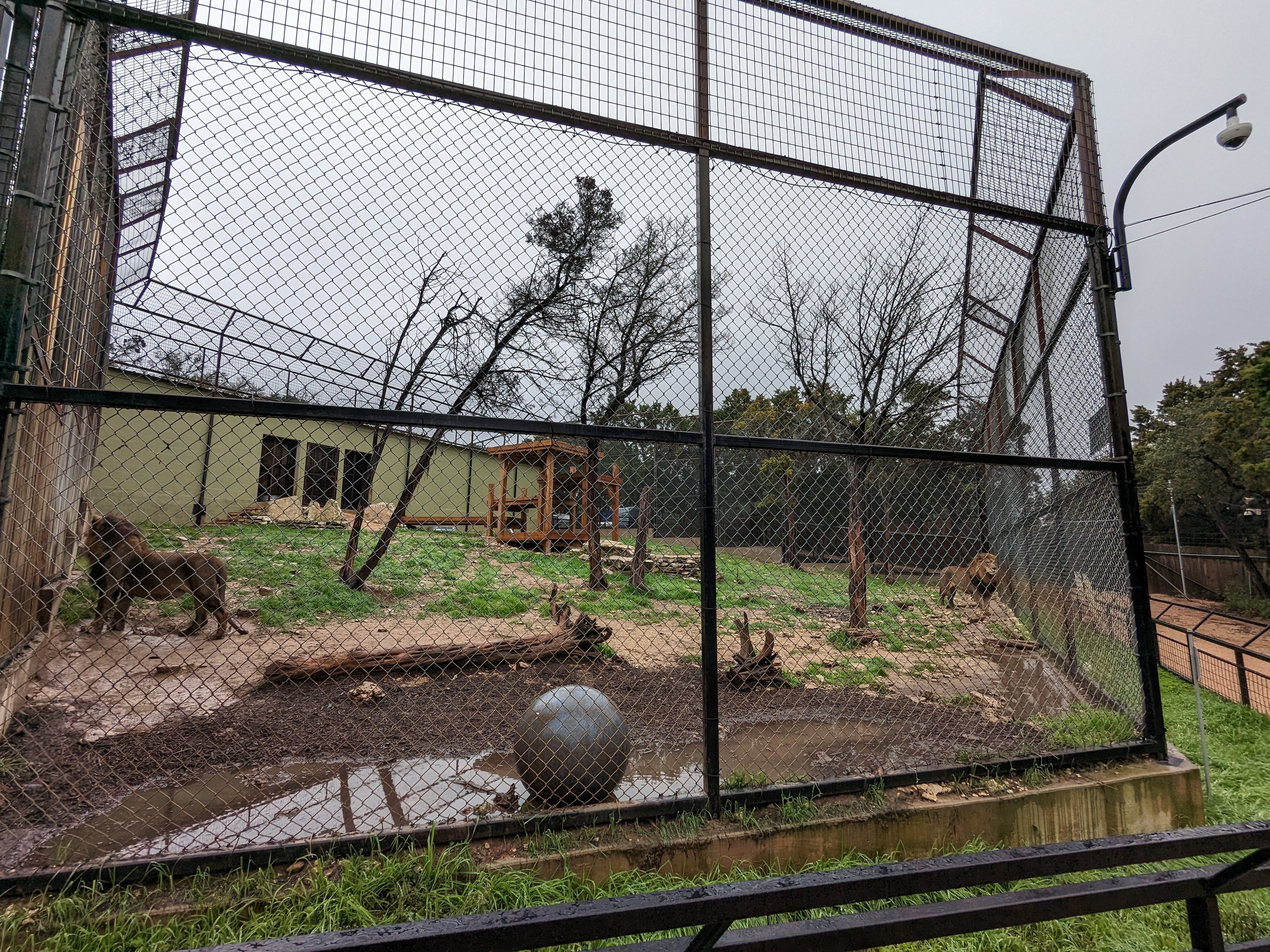 African lion enclosure #2 the "Transvaal Lions"