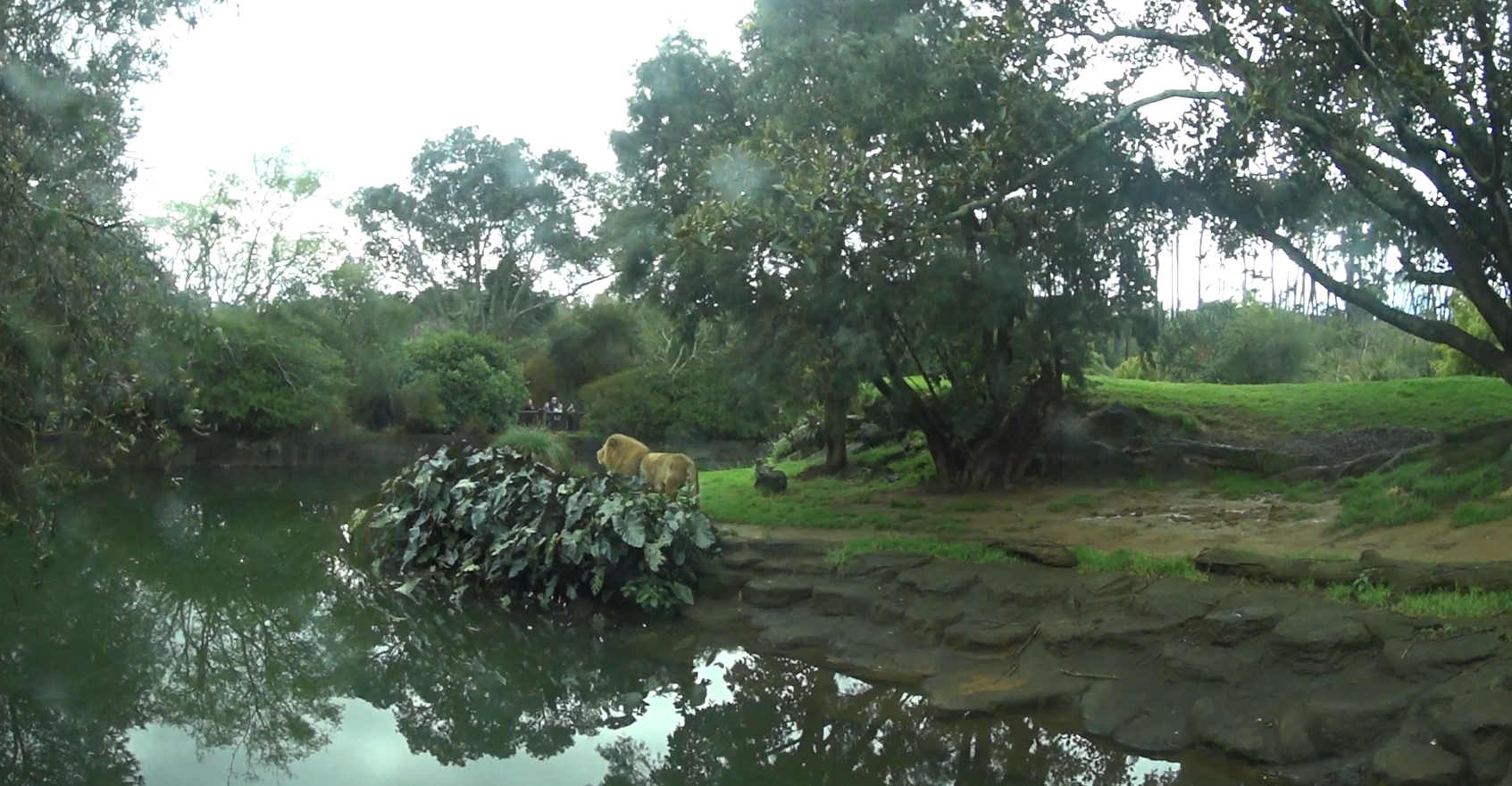 African Lion Enclosure (2020)