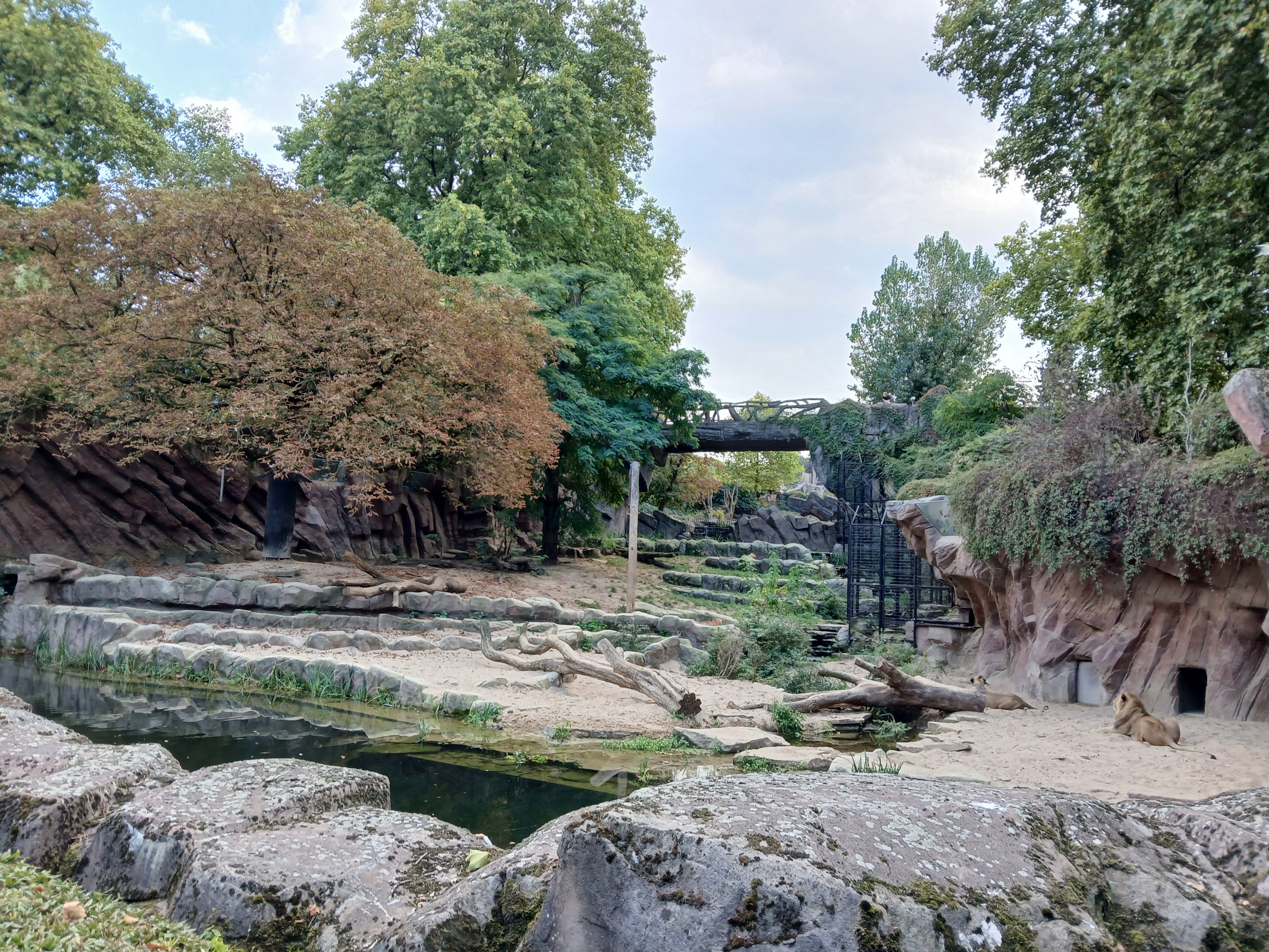 African Lion enclosure (30th September 2025)