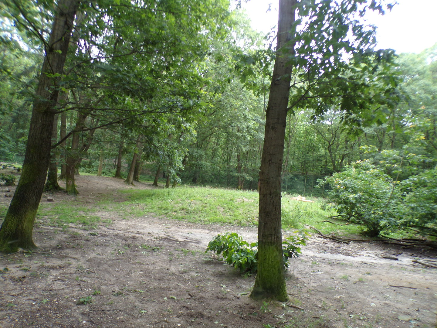 African lion enclosure 6.7.23