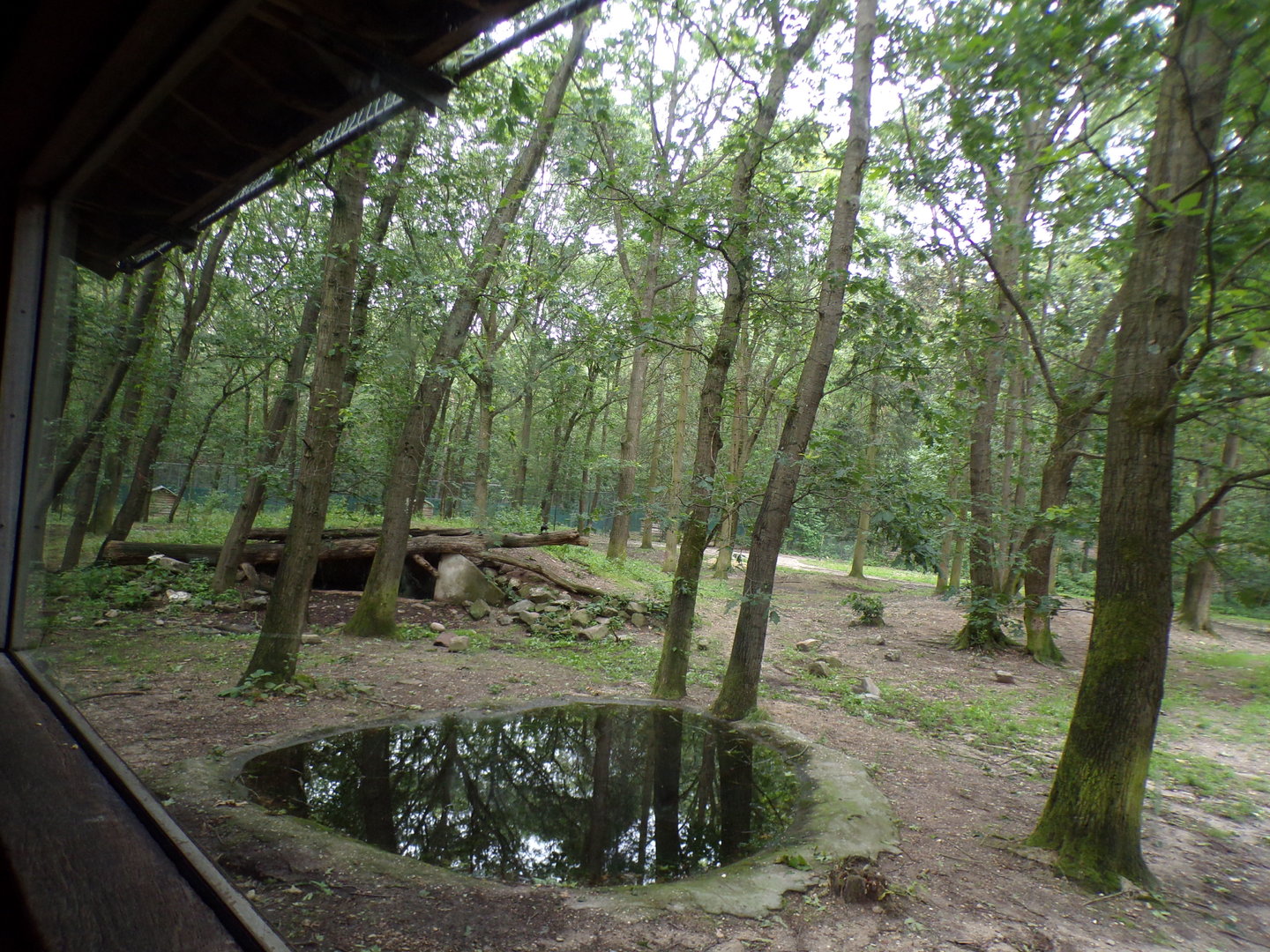 African lion enclosure 6.7.23