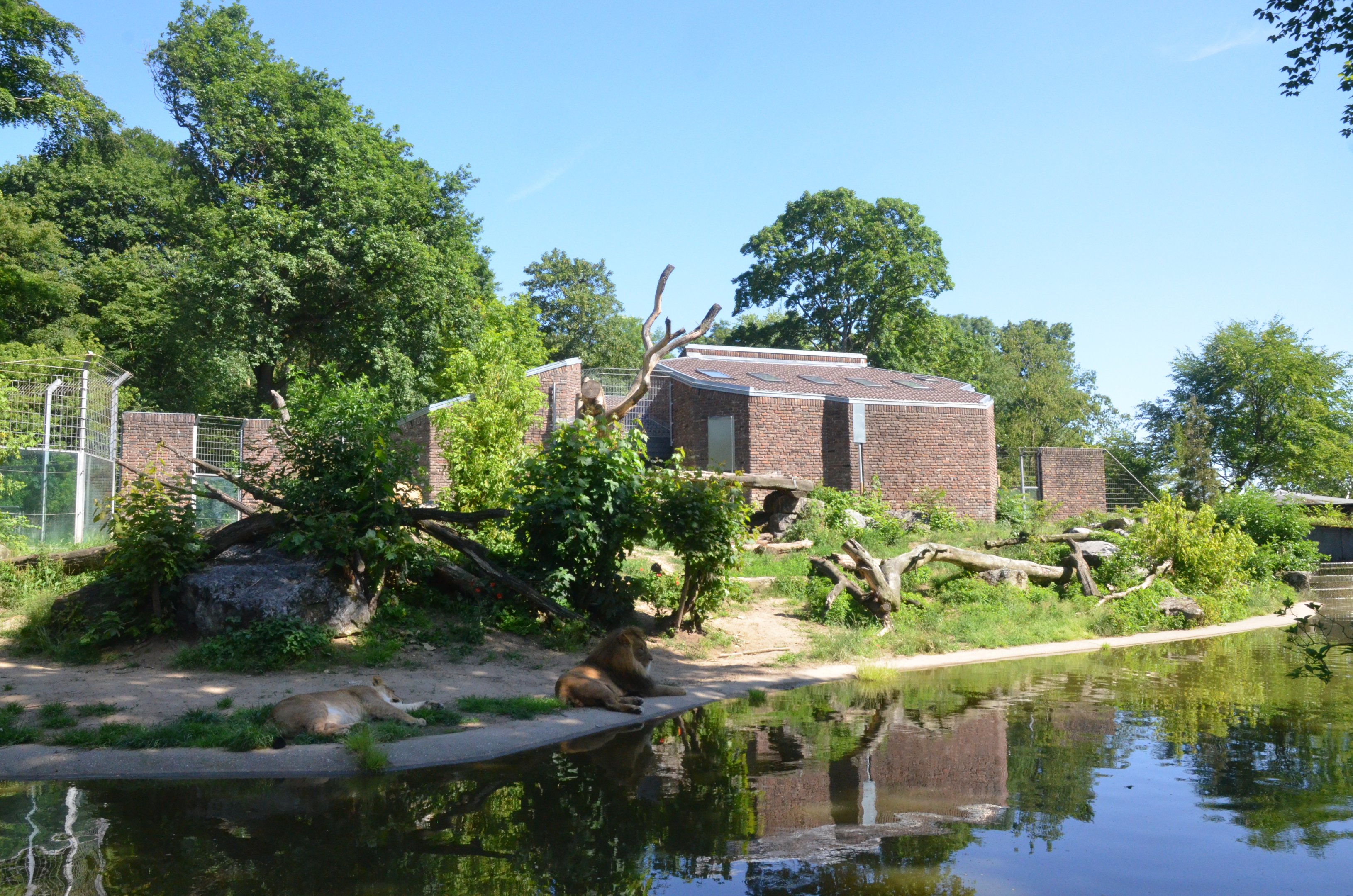 African Lion Enclosure at Duisburg, 17/06/19