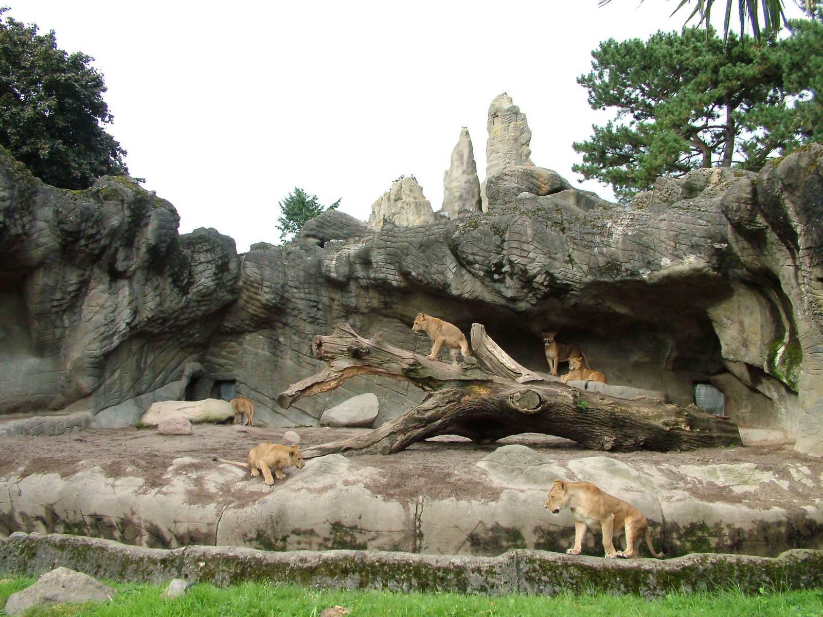 African Lion enclosure at Hagenbecks, Hamburg