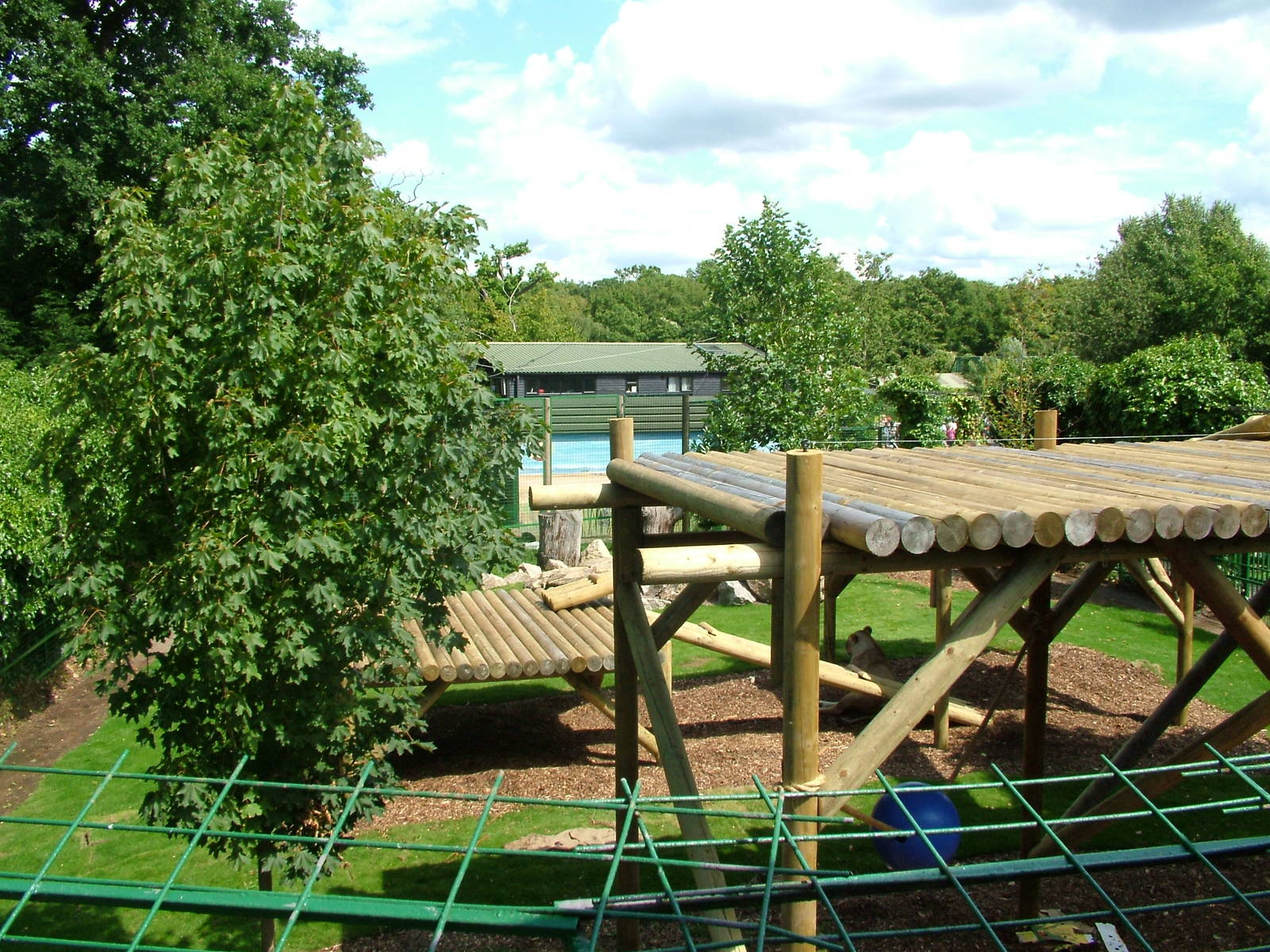 African Lion enclosure at Paradise WP, Broxbourne 25/07/09