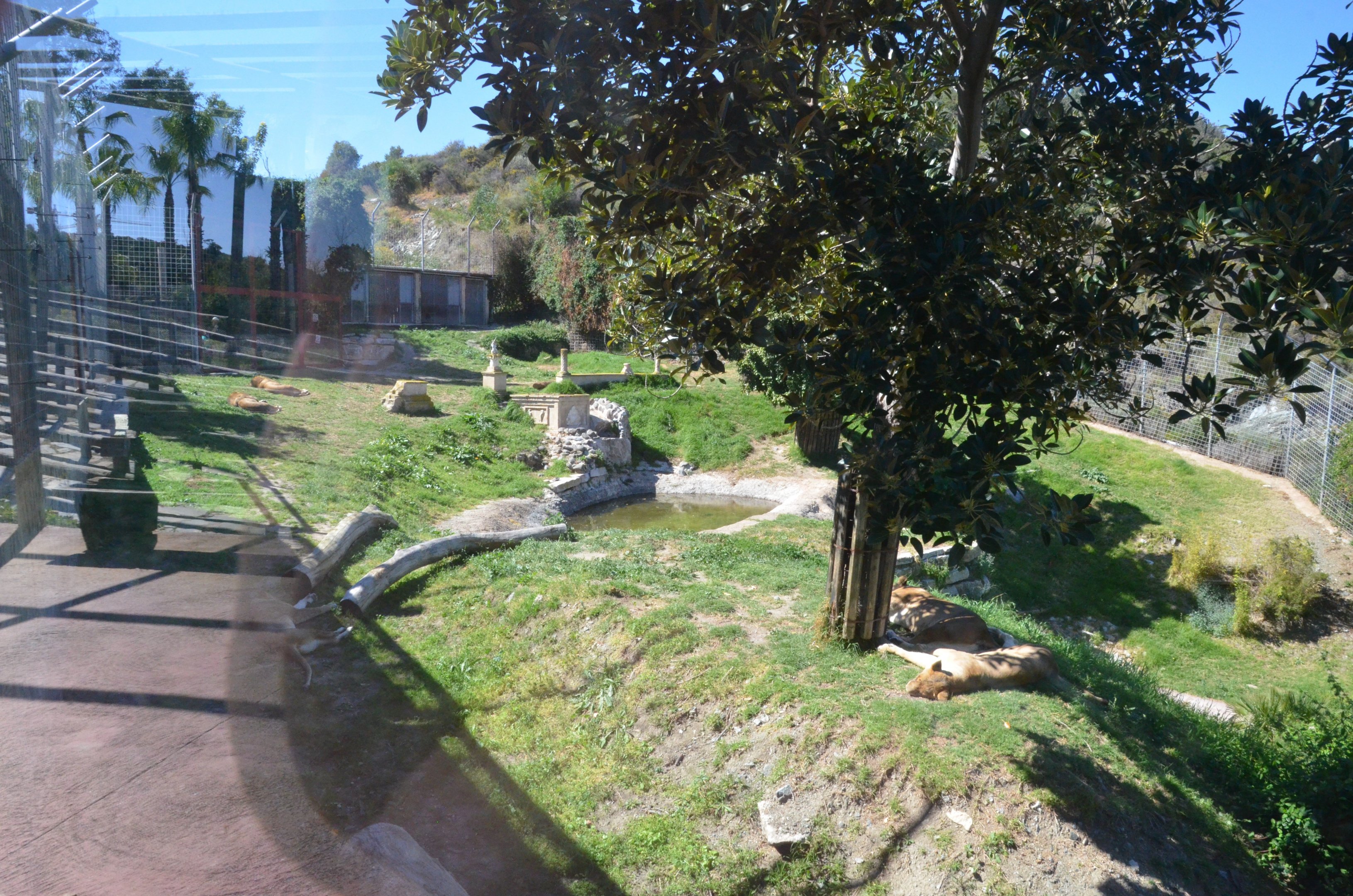 African Lion Enclosure at Selwo Aventura, 13/03/19