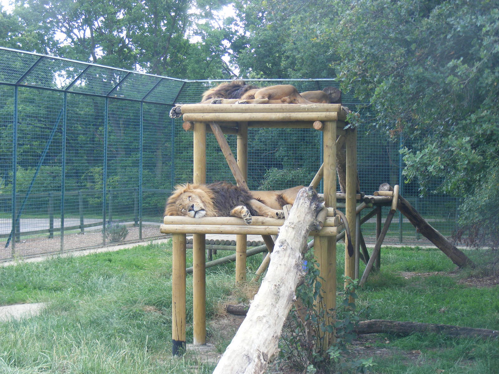 African lion enclosure at WHF, 3 July 2011
