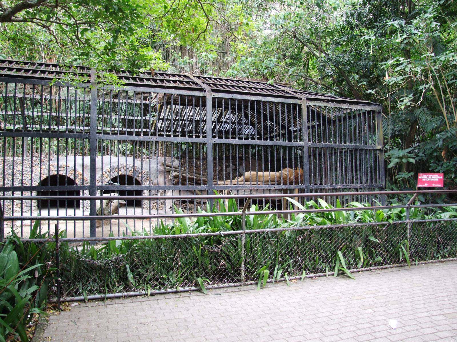 African Lion Enclosure at Zoo Simon Bolivar, 12/04/14