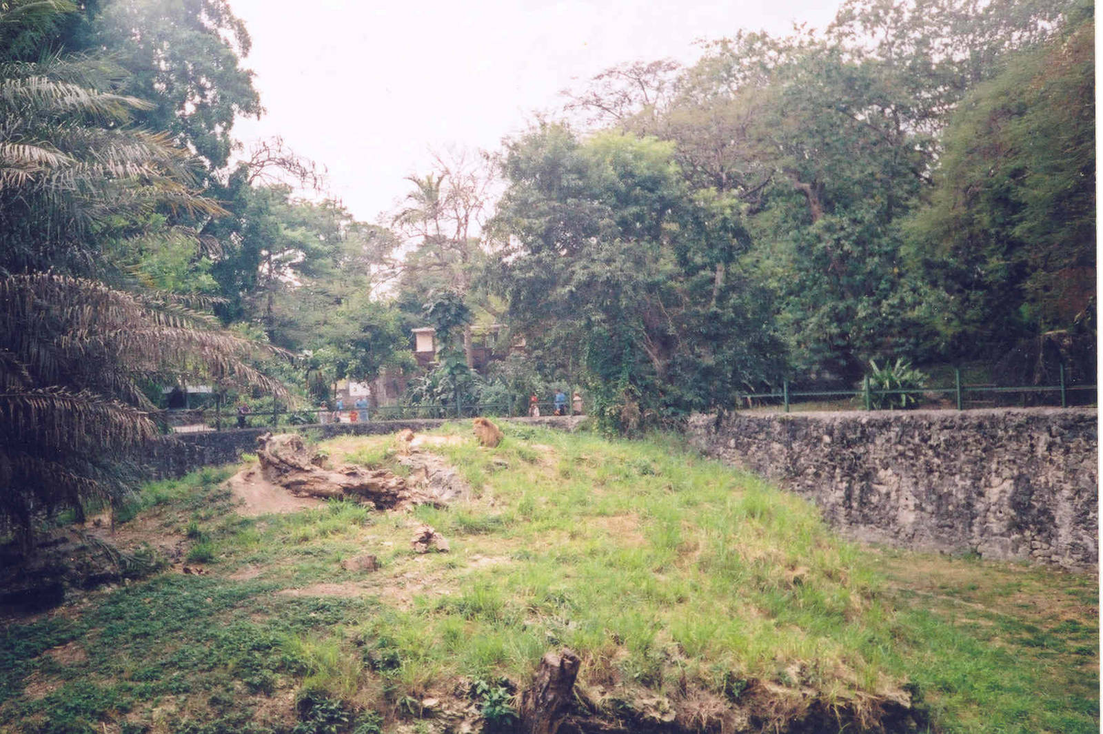 African Lion Enclosure - Havana Zoo, Cuba 2004