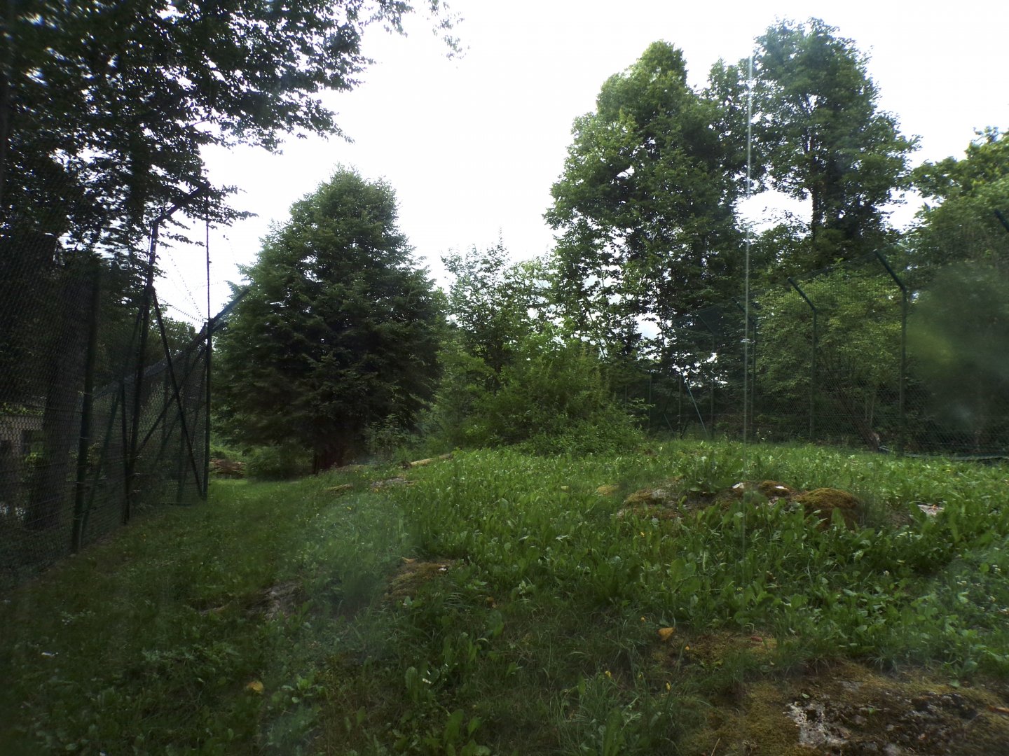 African lion enclosure (is it empty right now?) 13.7.25