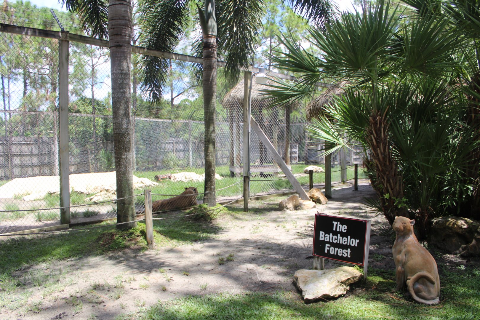 African Lion Enclosure - Mccarthy Wildlife Sanctuary