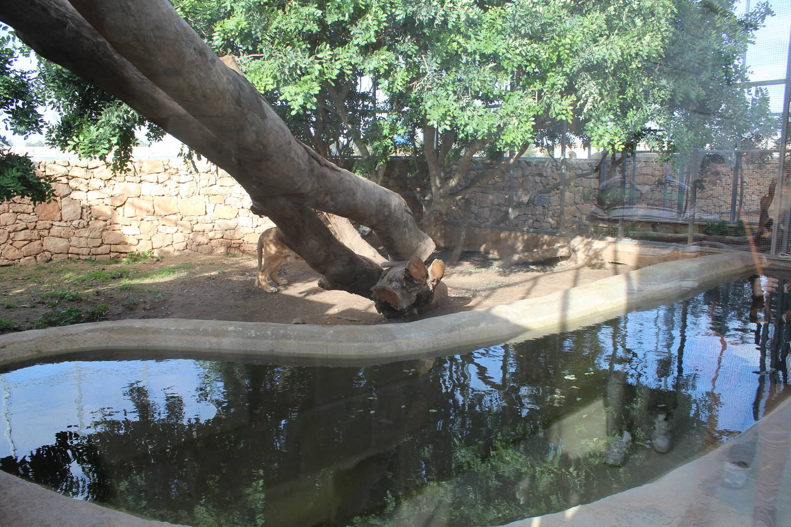 African Lion Enclosure - MonteKristo Animal Park