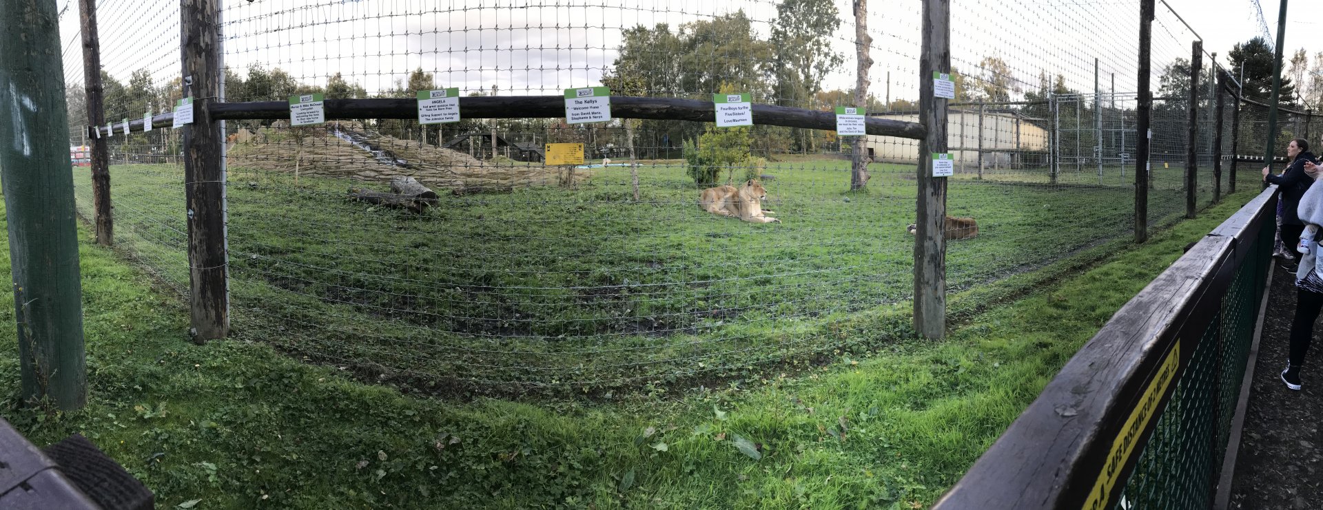 African lion enclosure panorama