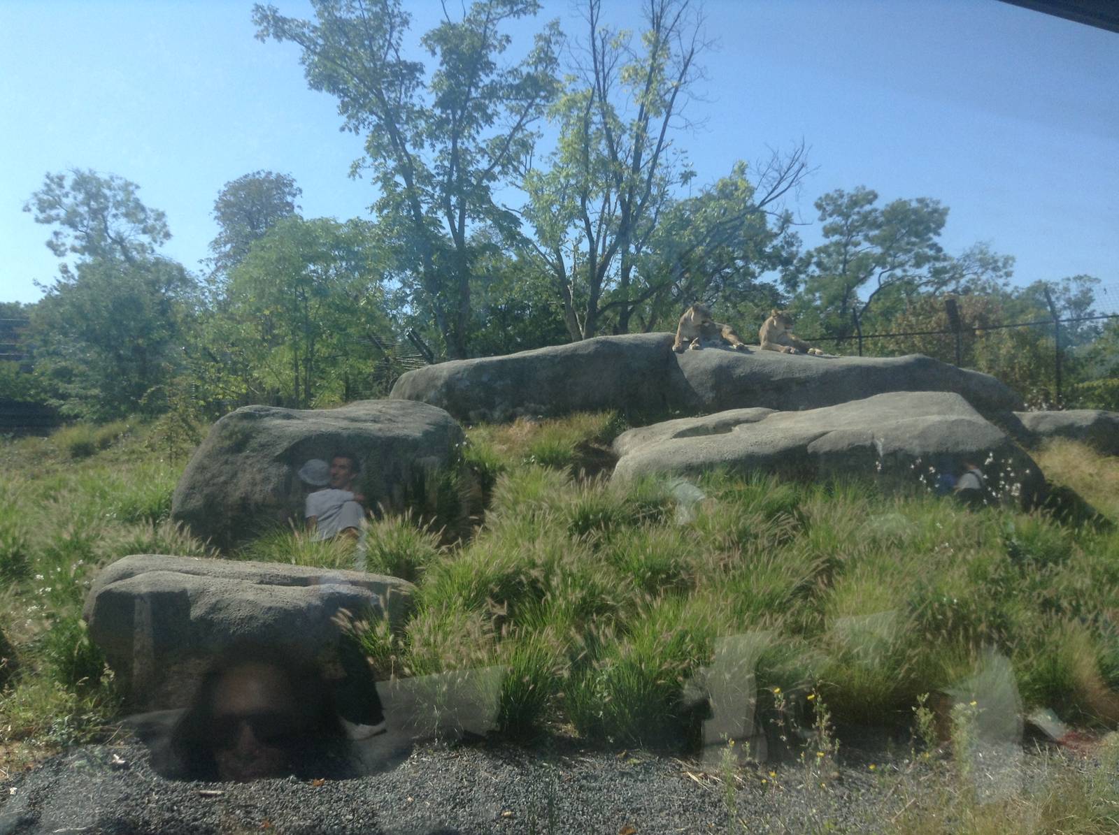 African lion Enclosure - Paris Zoo