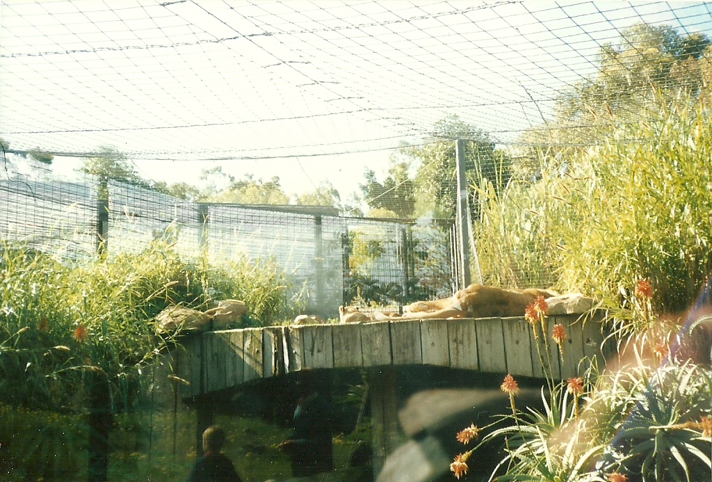 African Lion Enclosure, Perth Zoo - June 1987