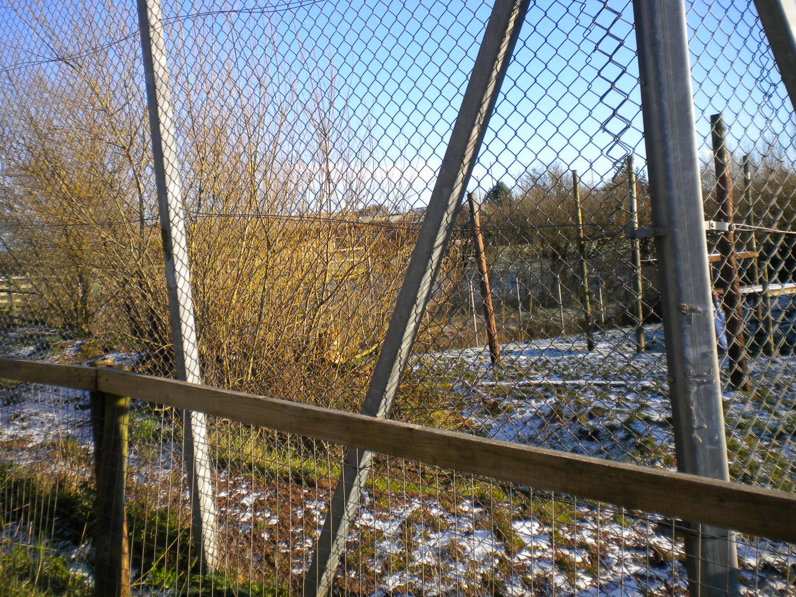 African Lion Enclosure