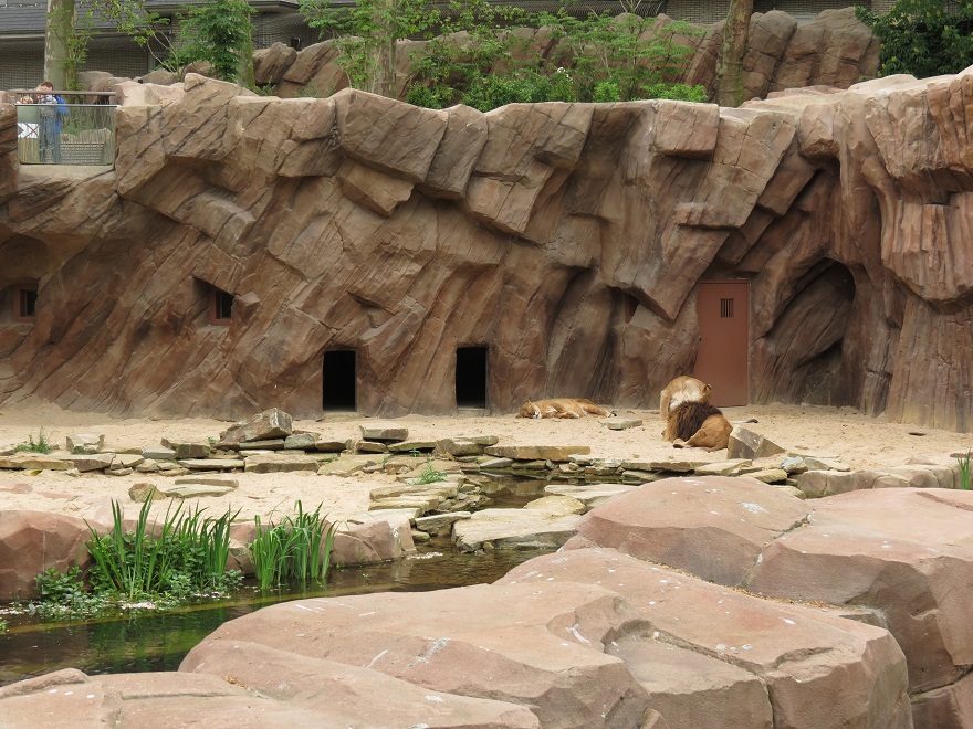 African Lion Enclosure