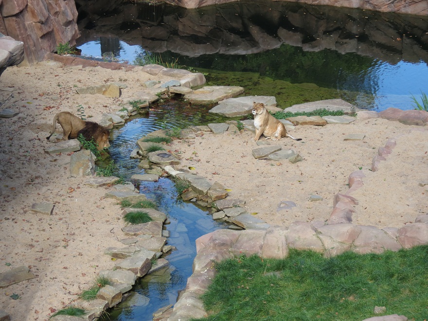 African Lion Enclosure