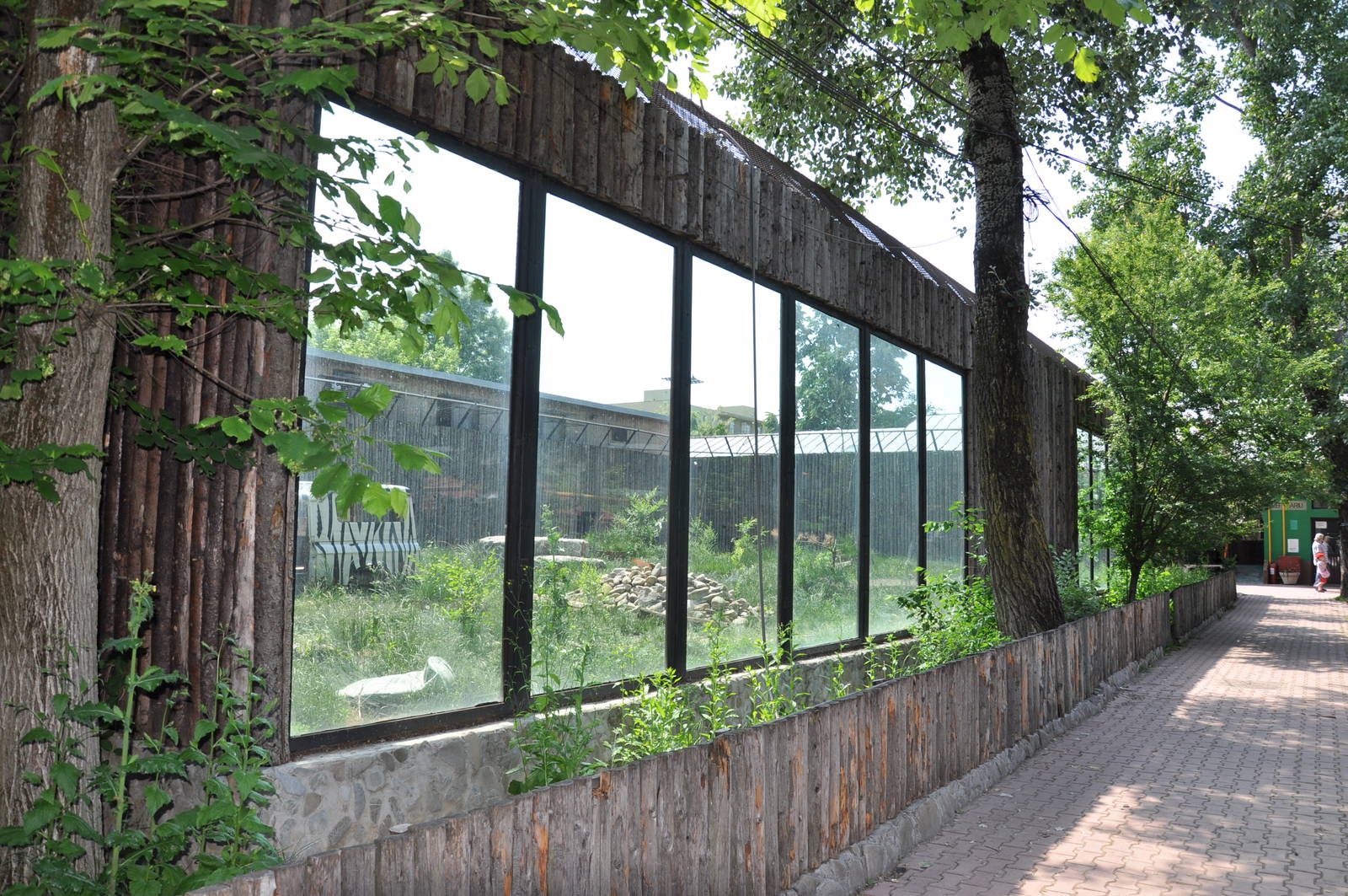 African lion enclosure