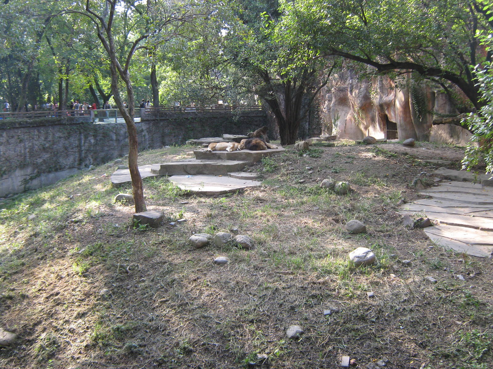 African lion enclosure