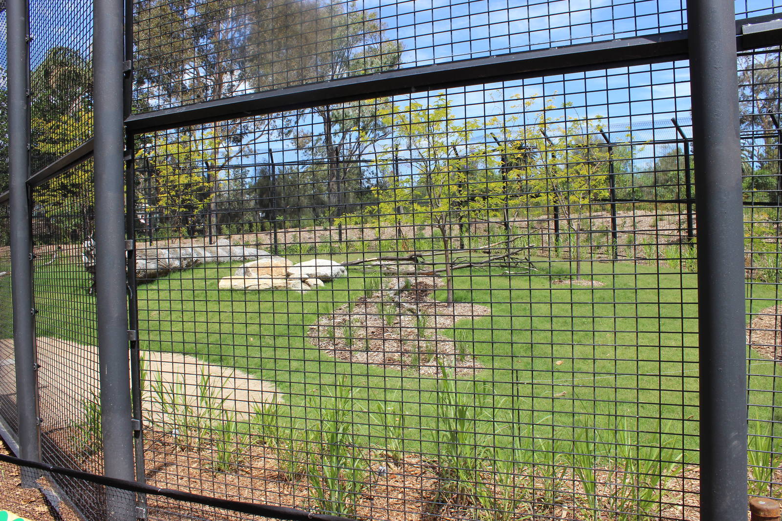 African Lion Enclosure