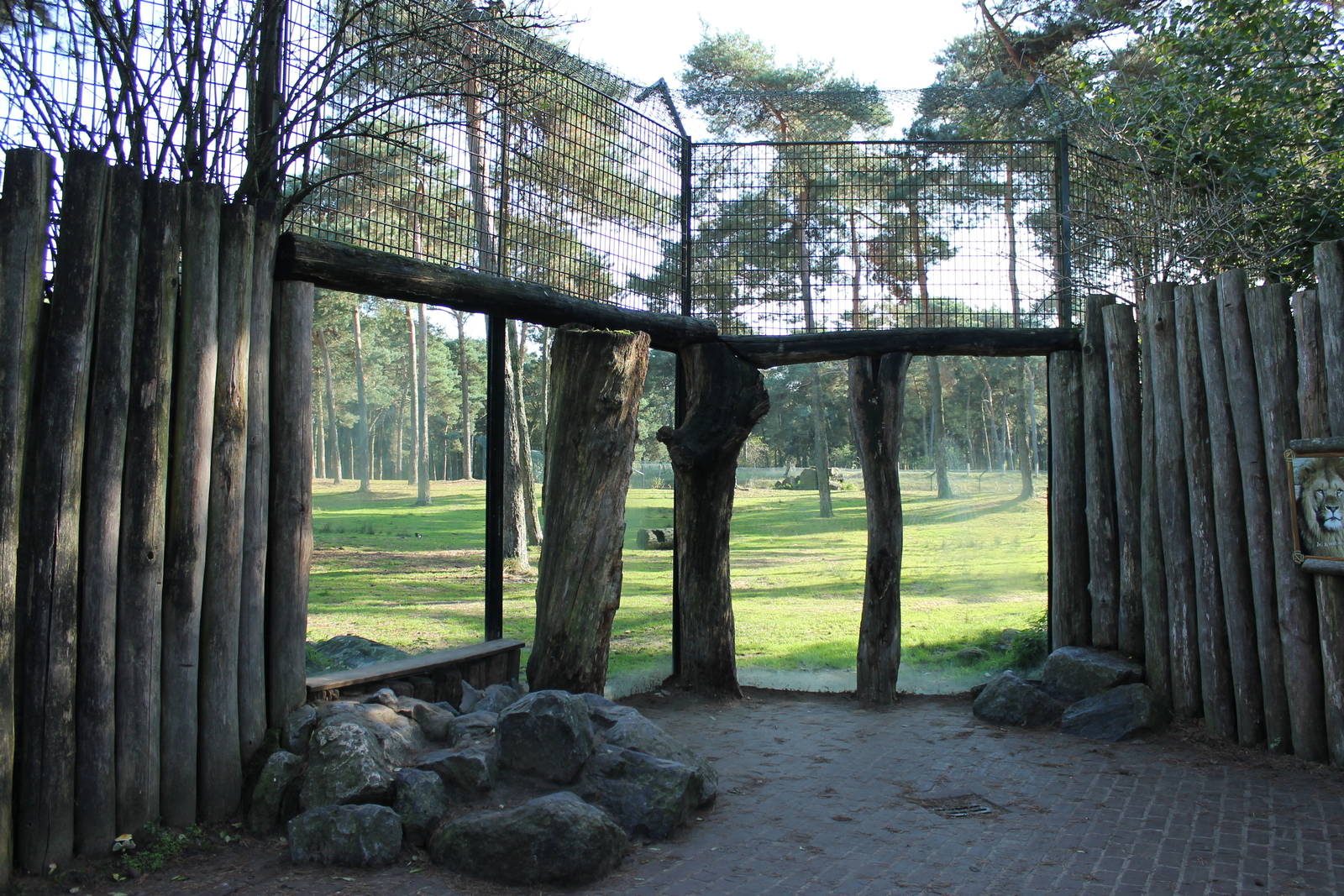 African lion enclosure