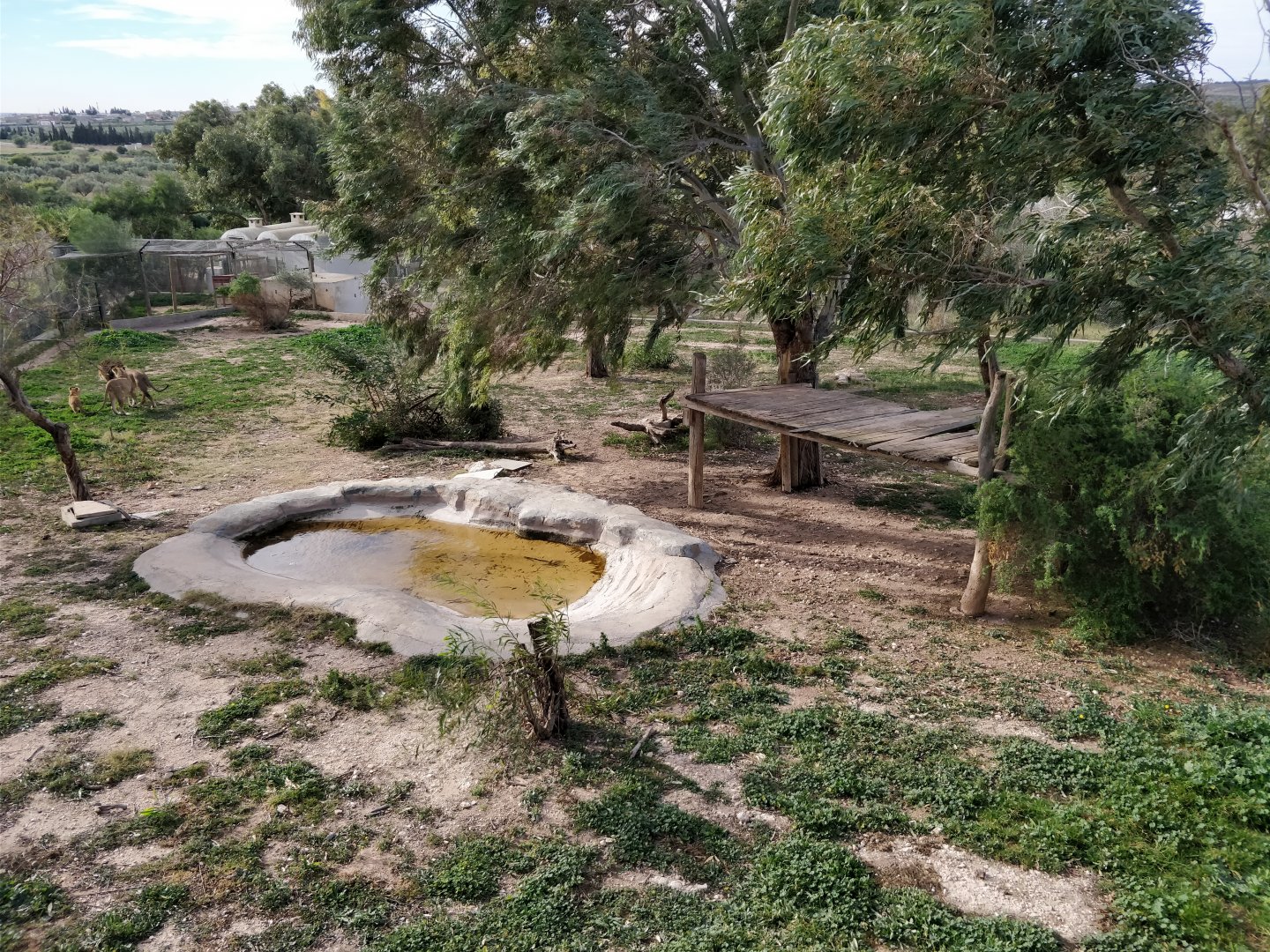 african lion enclosure