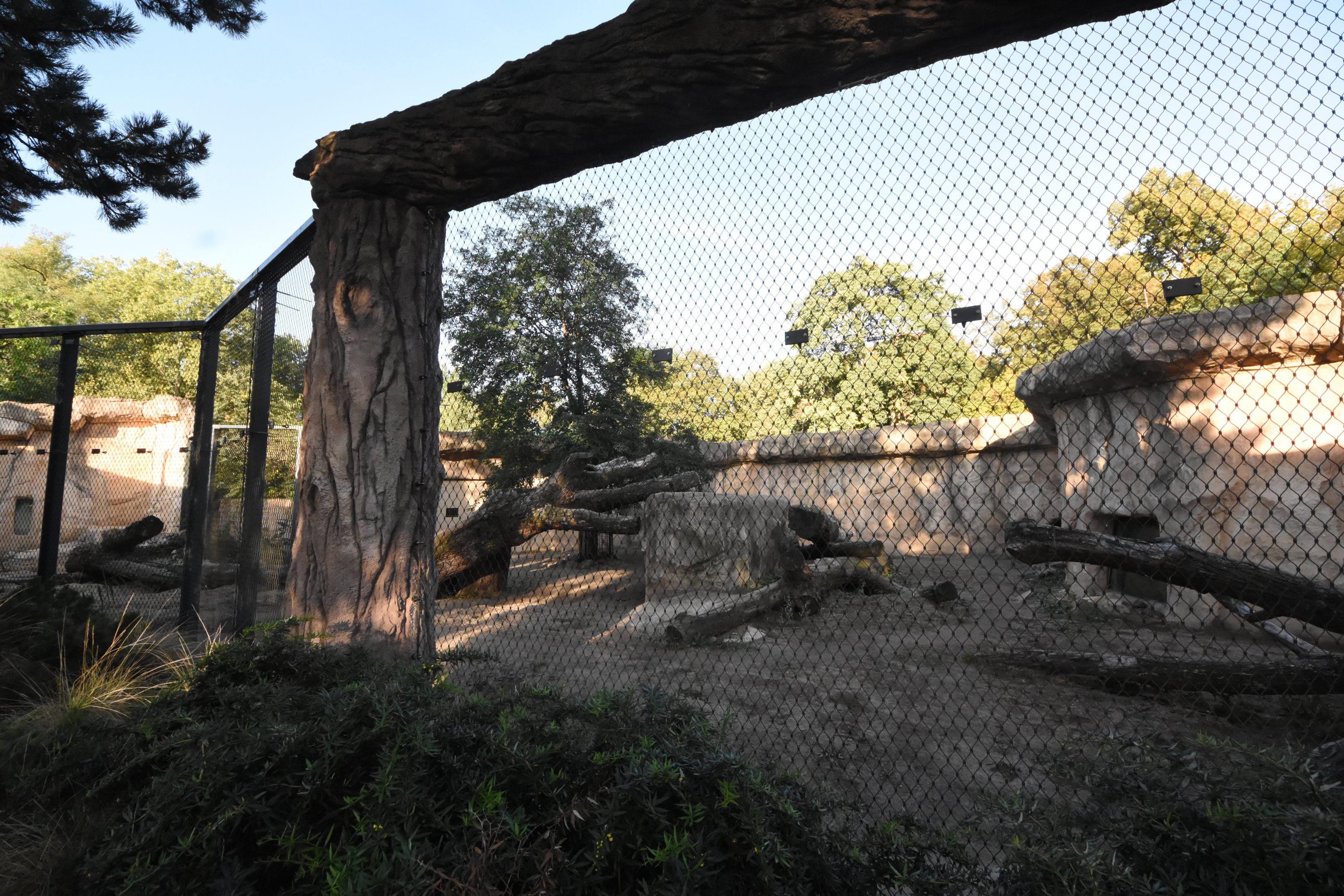 African lion enclosure