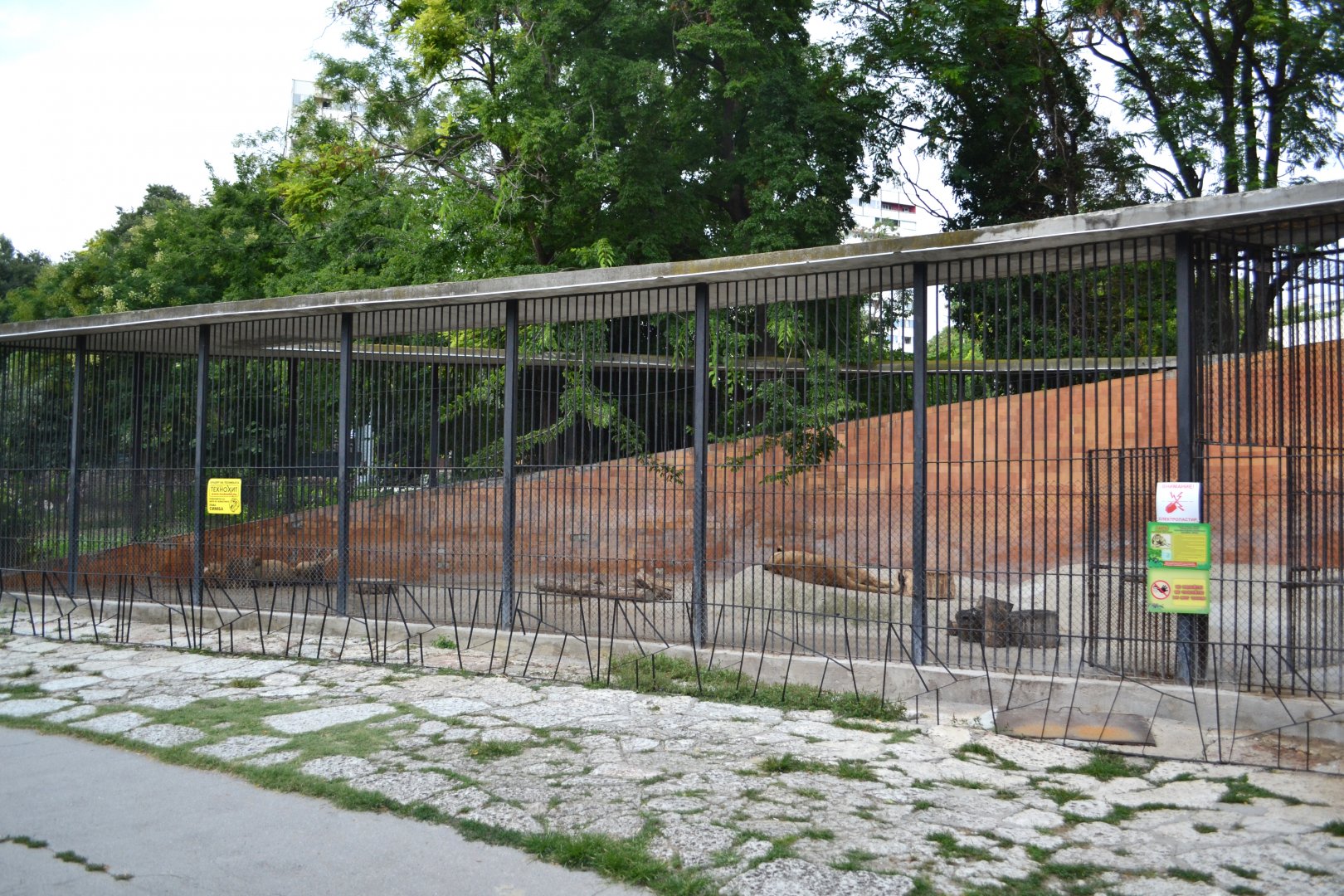 African lion enclosure