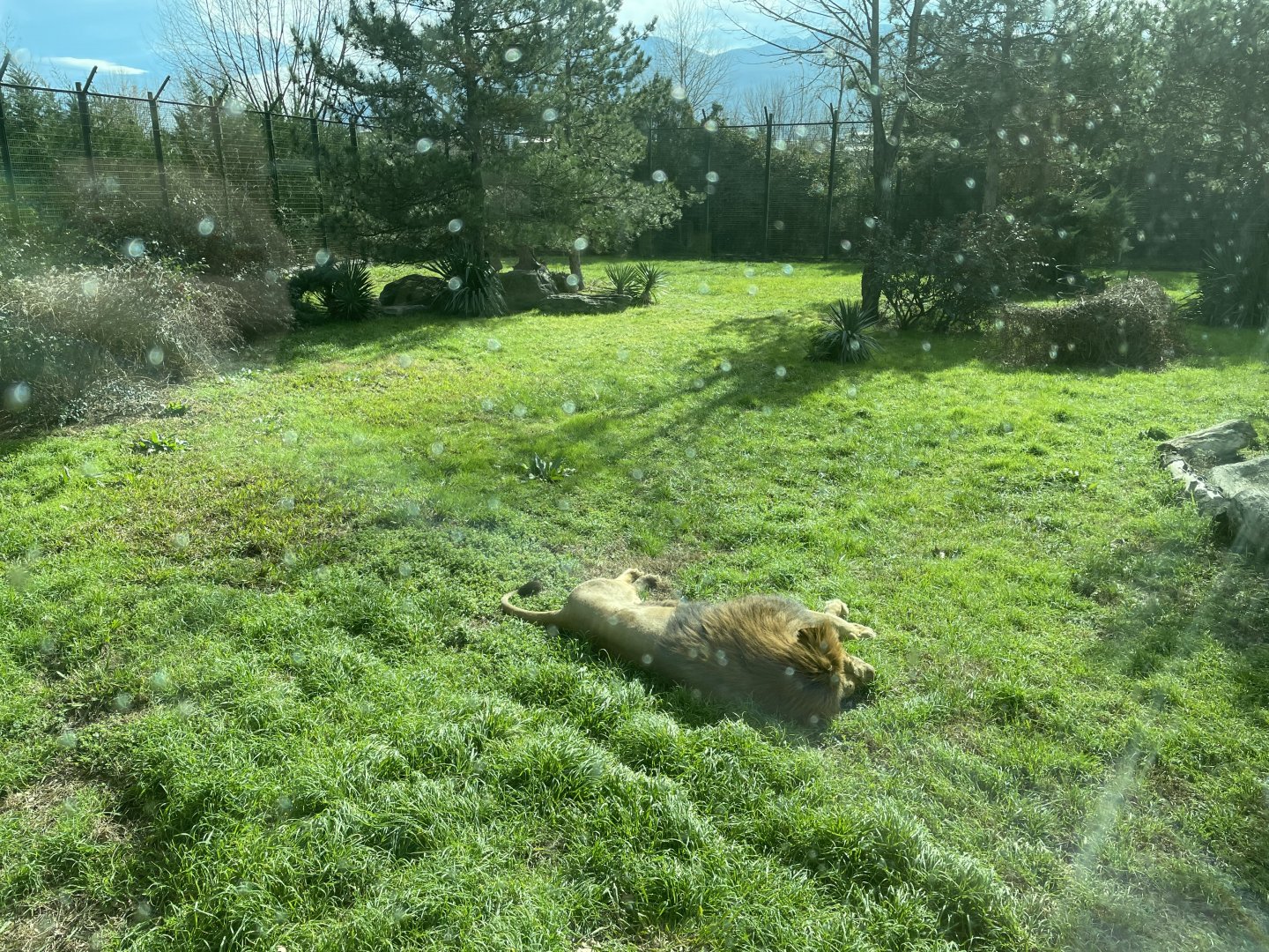 African lion enclosure