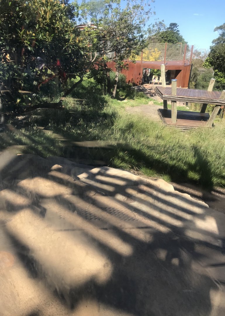 African Lion enclosure