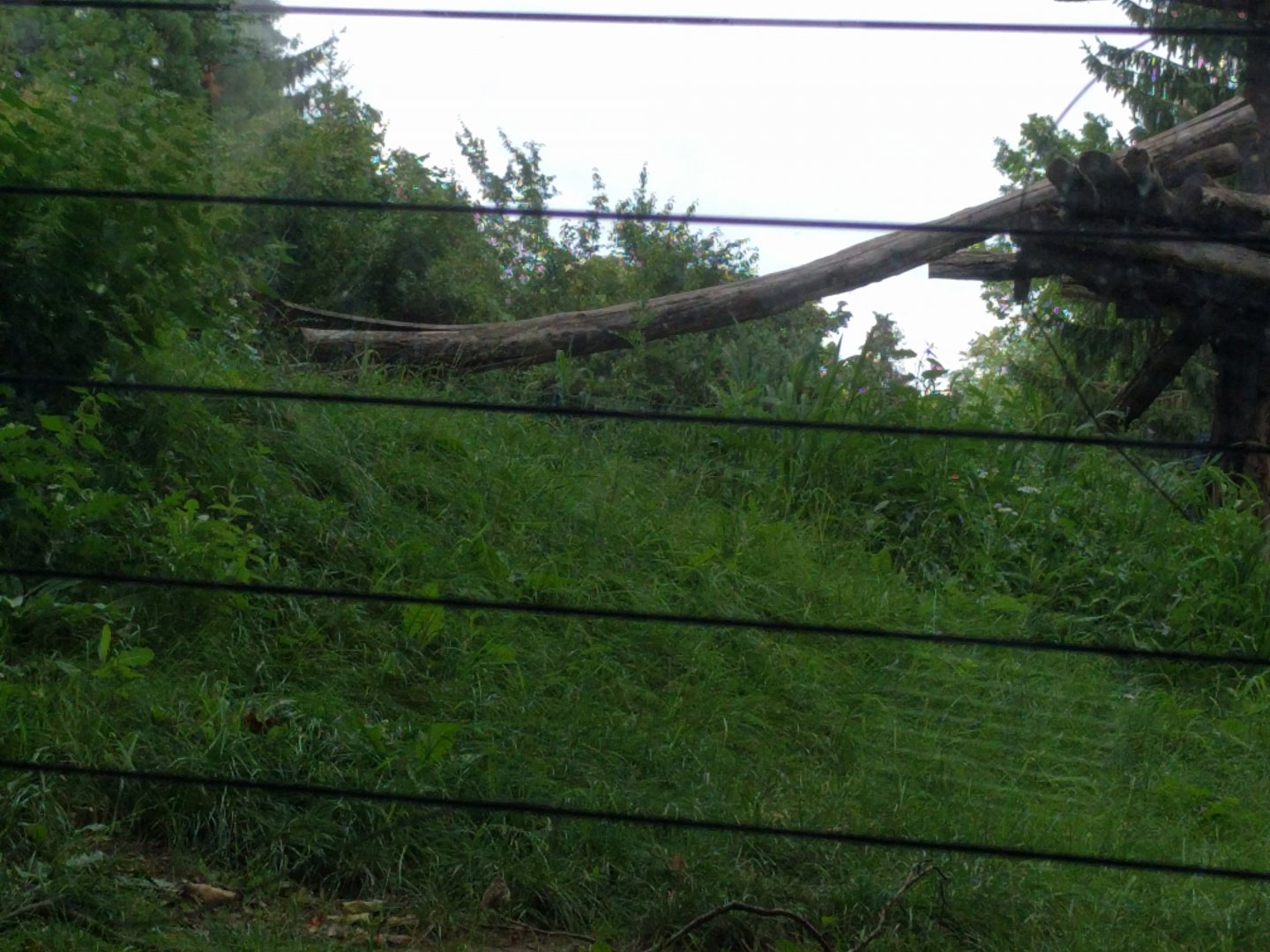 African Lion Enclosure